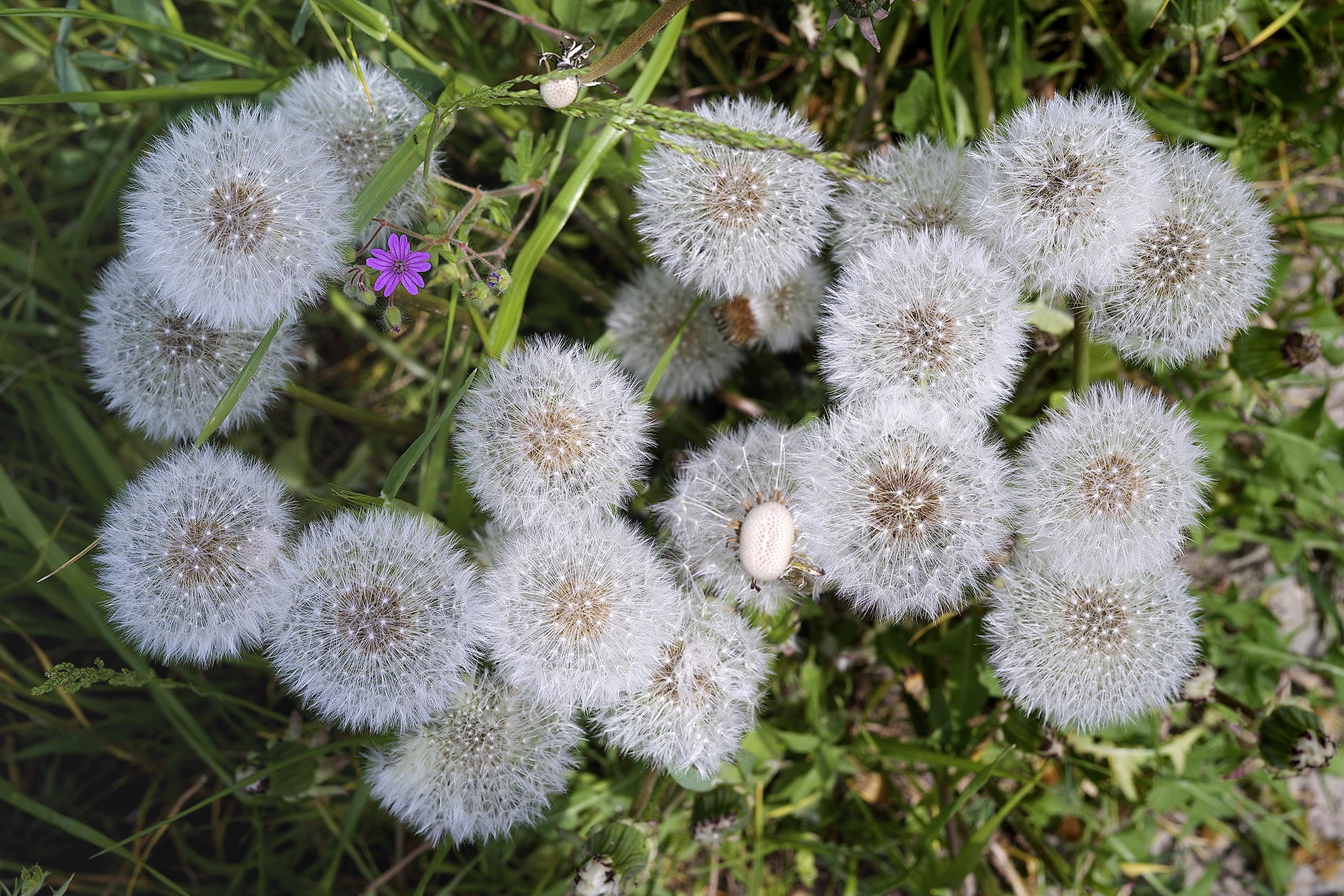 Fuchsia between the inflated
