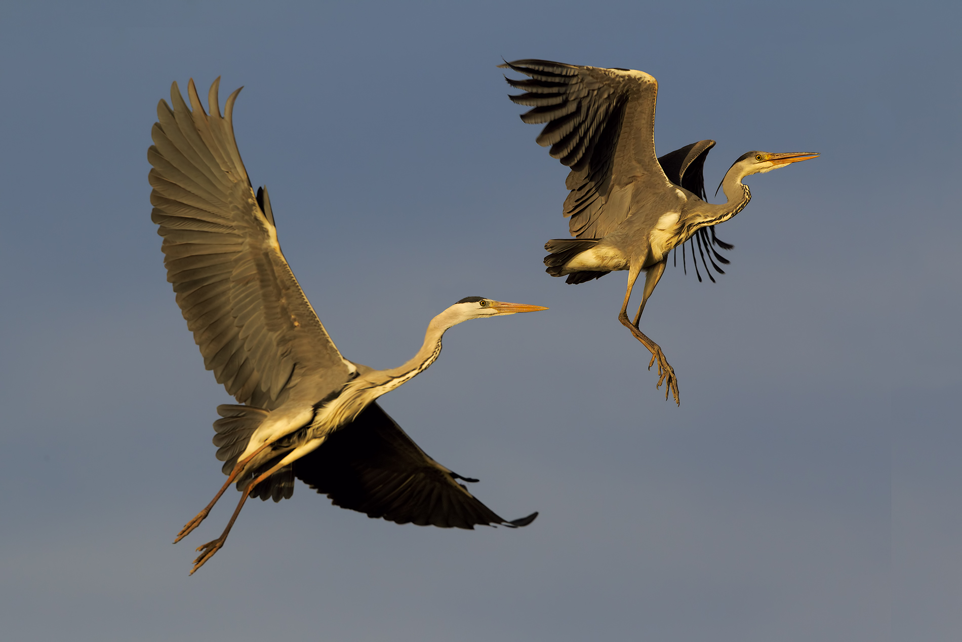 if I catch you pluck !!!