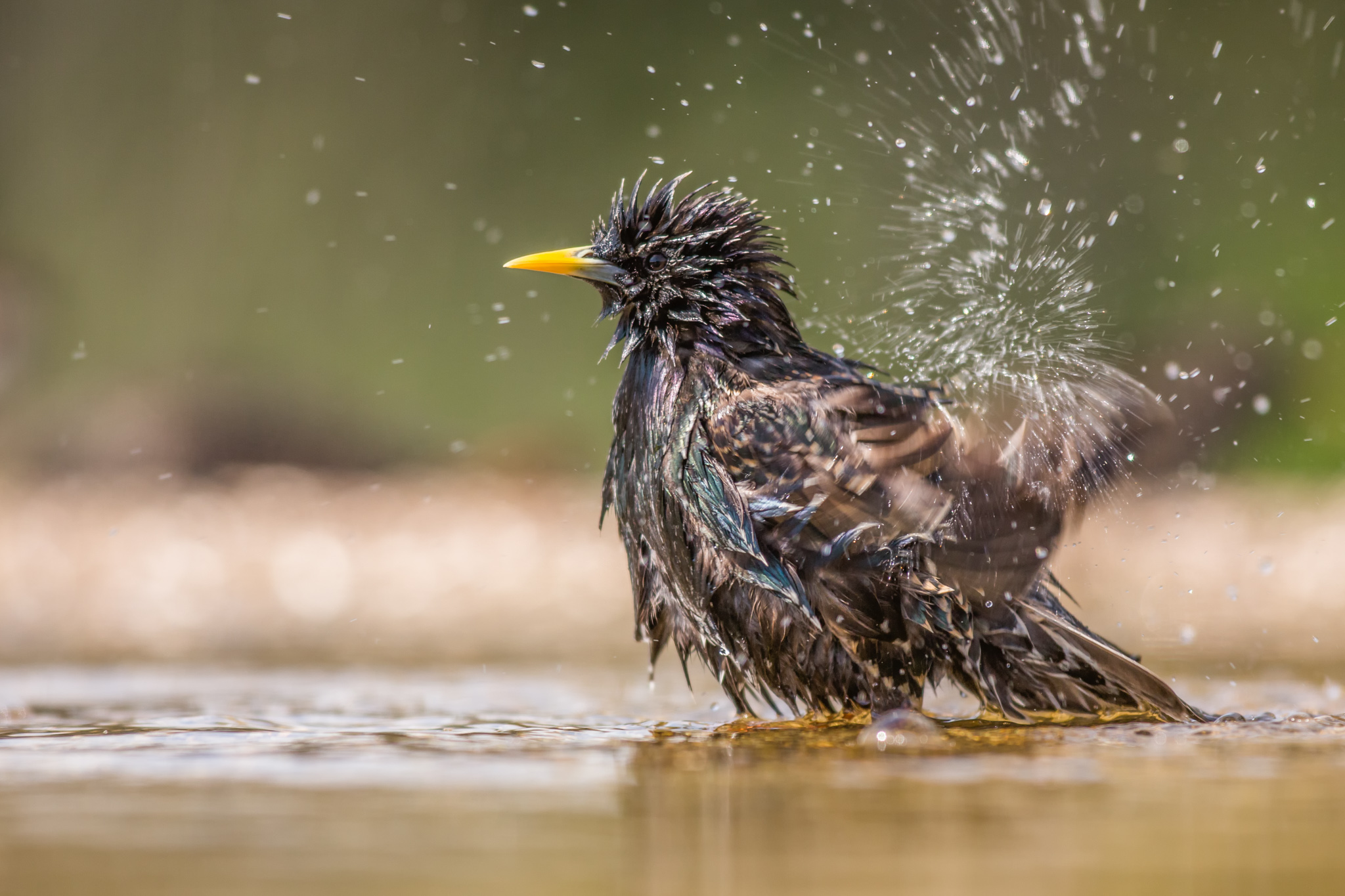 The bath of Reversal