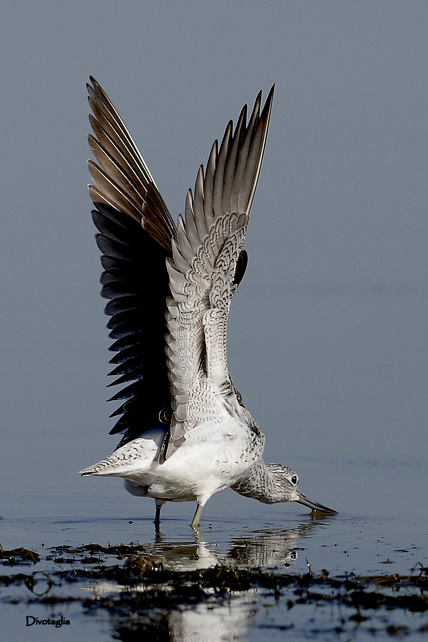 The wings of pantana