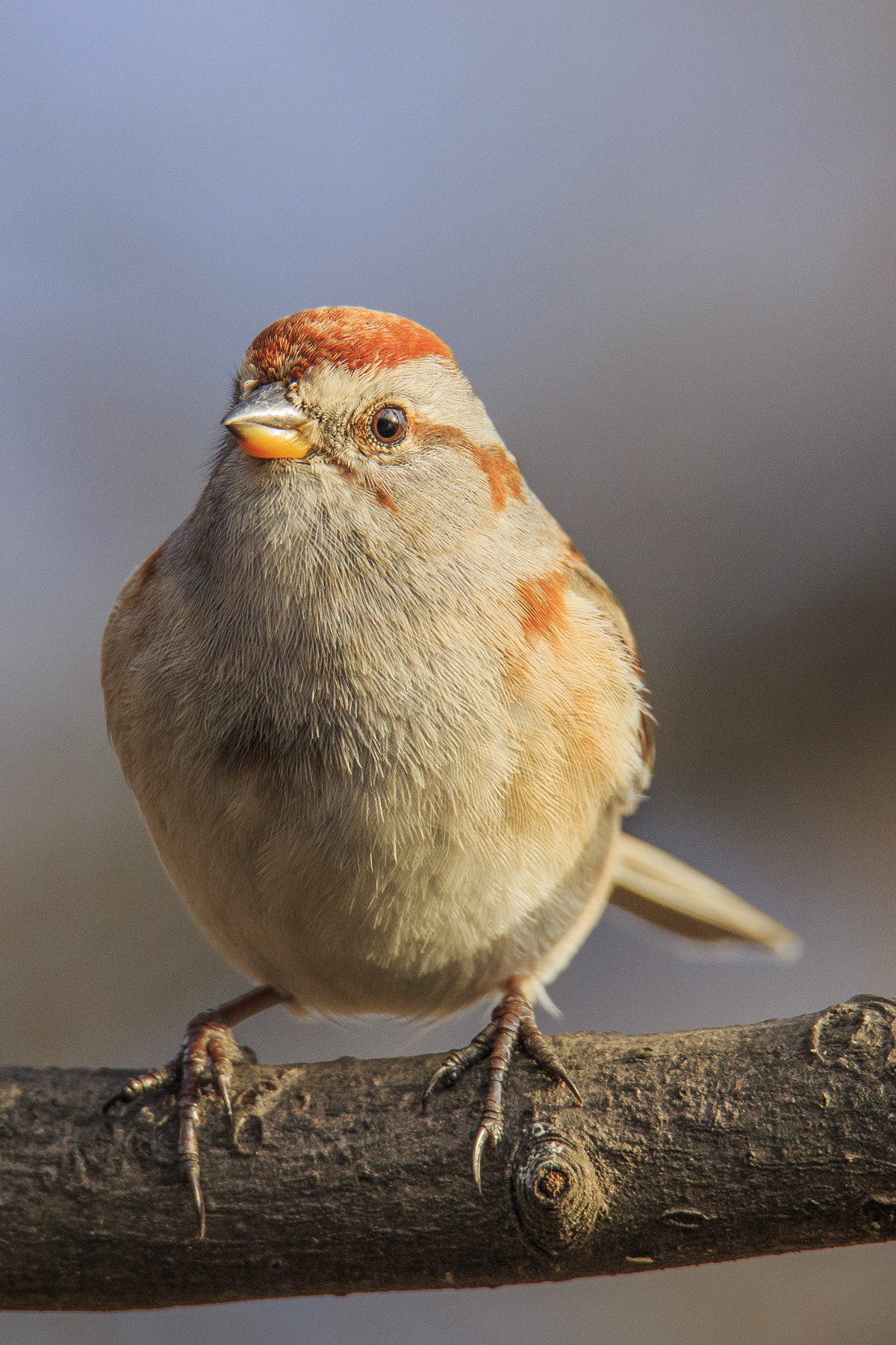 Chipping Sparrow