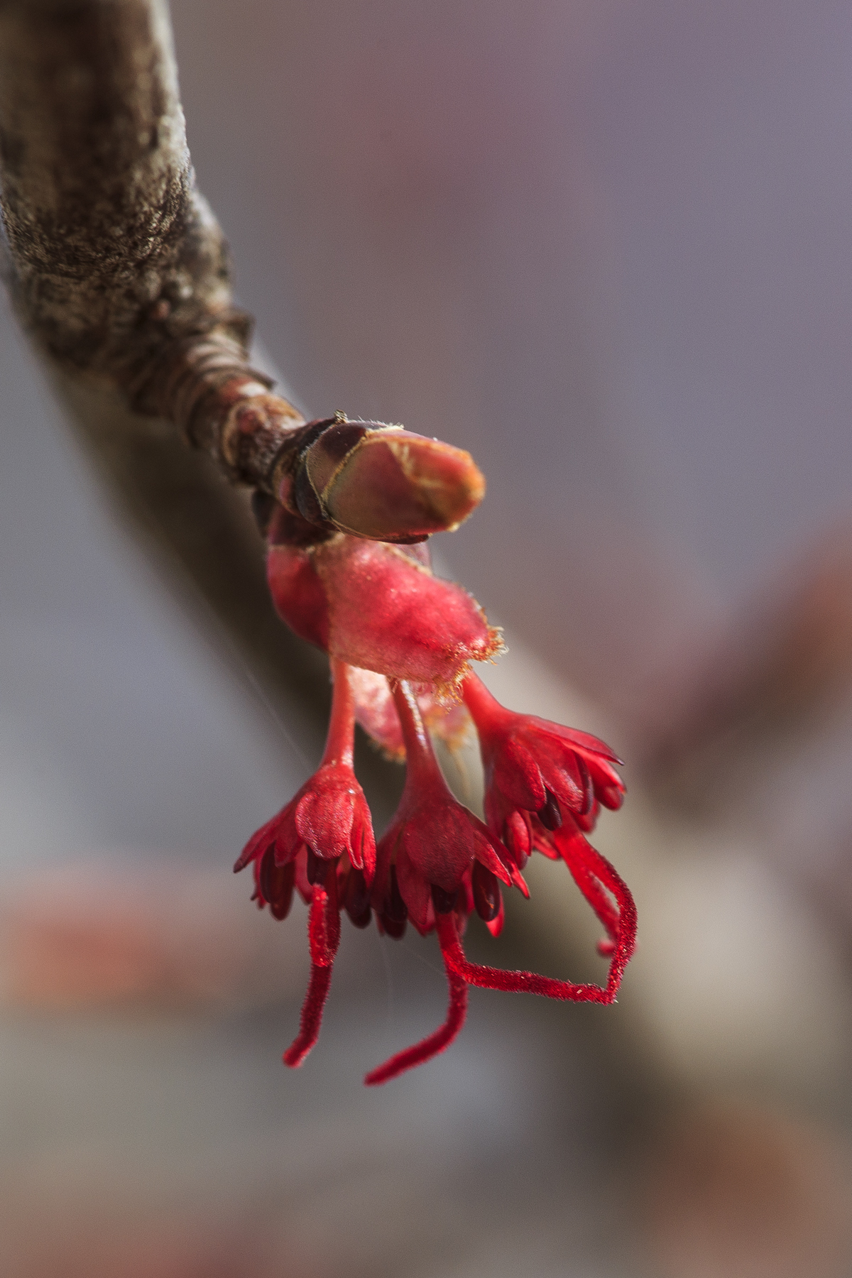 Red Maple Blossom