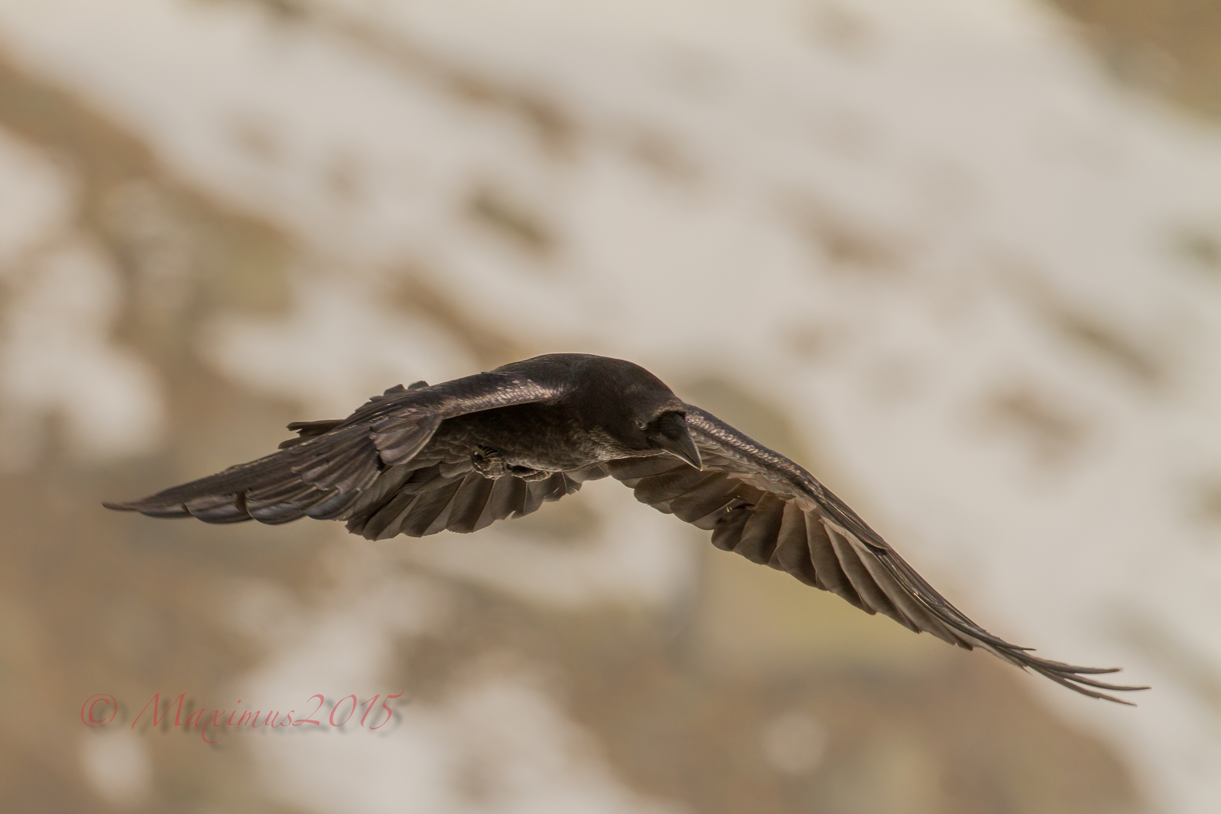 .. il corvo imperiale..