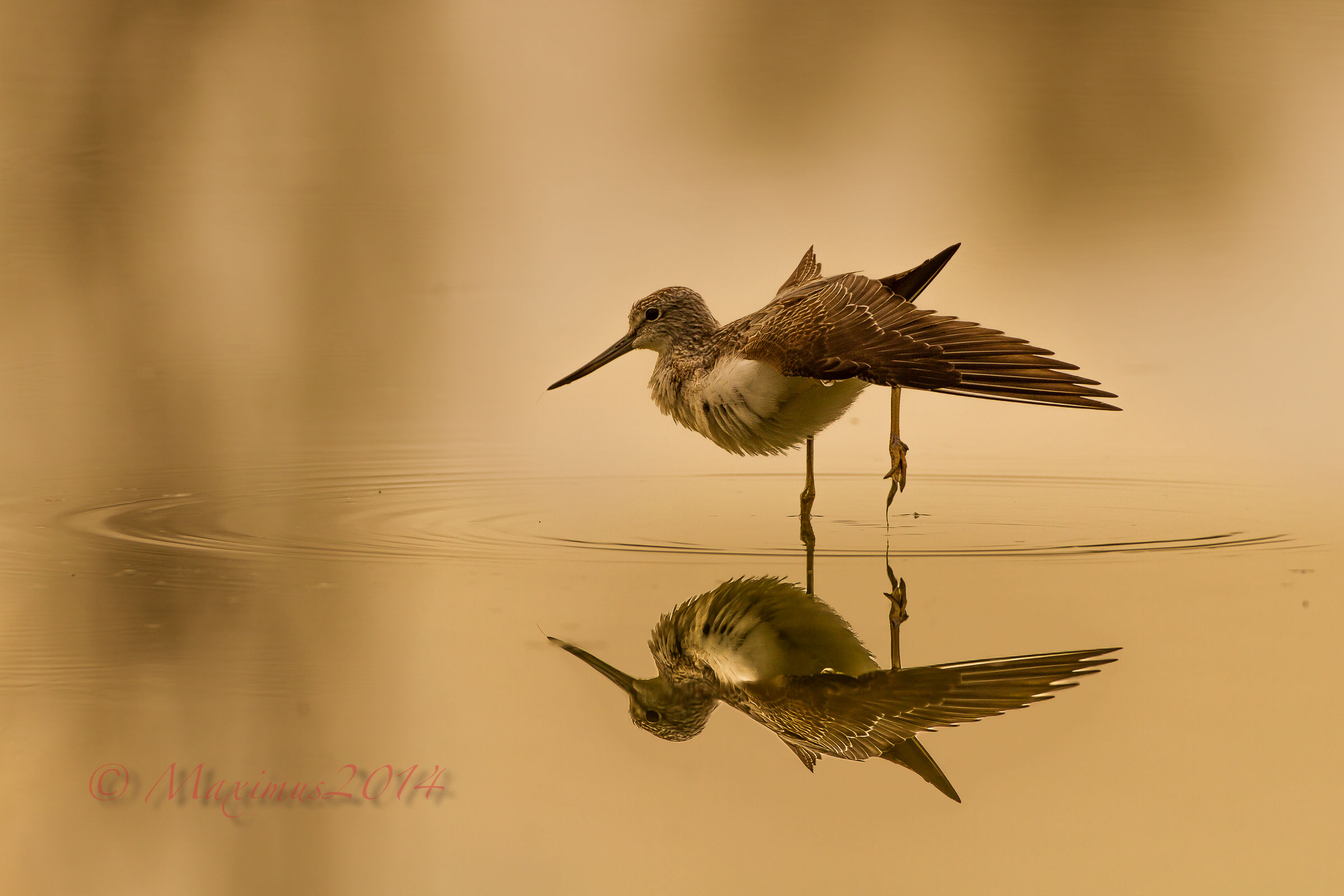 .. danzare al tramonto (dedicata a Sofia) ...