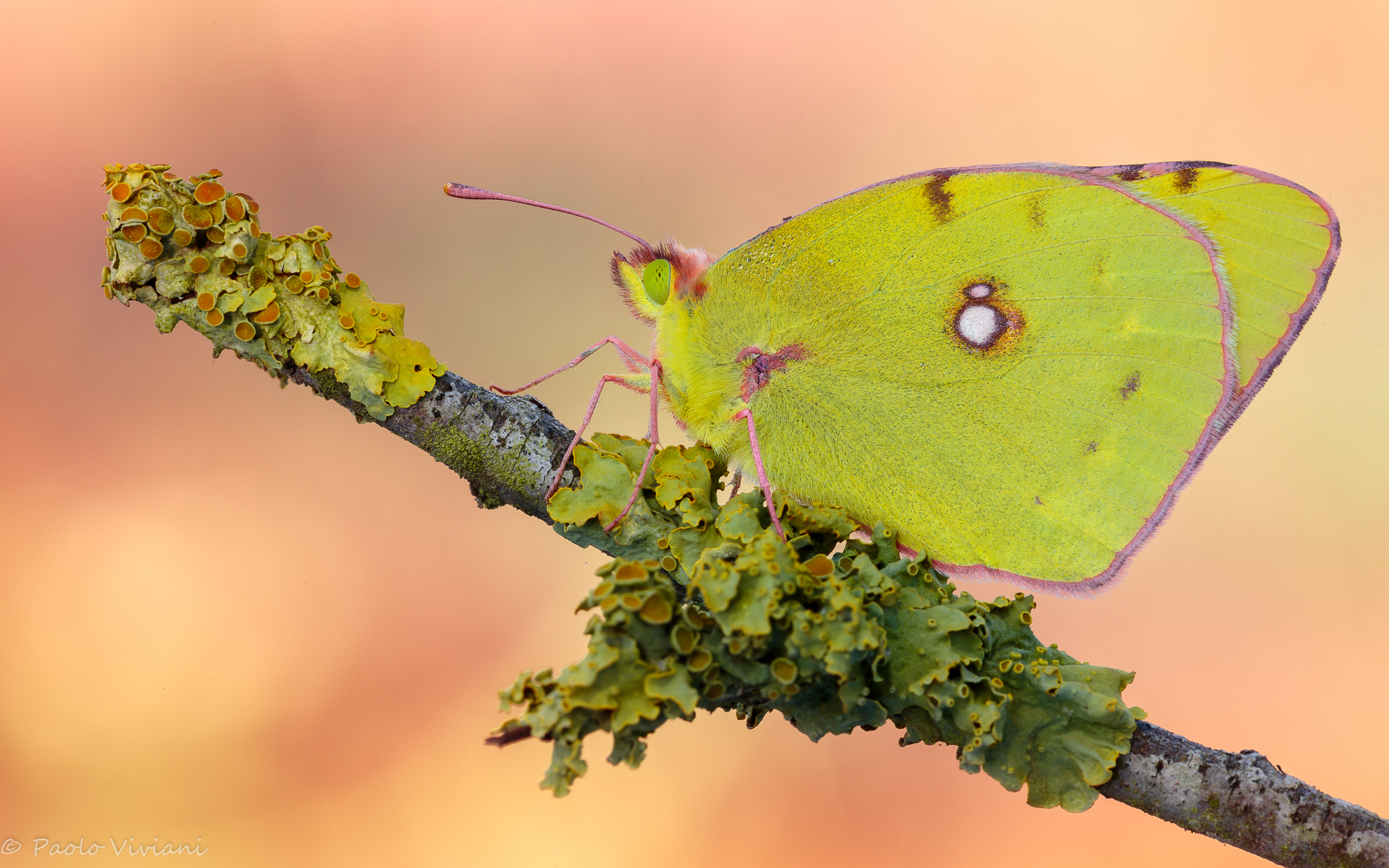 Colias