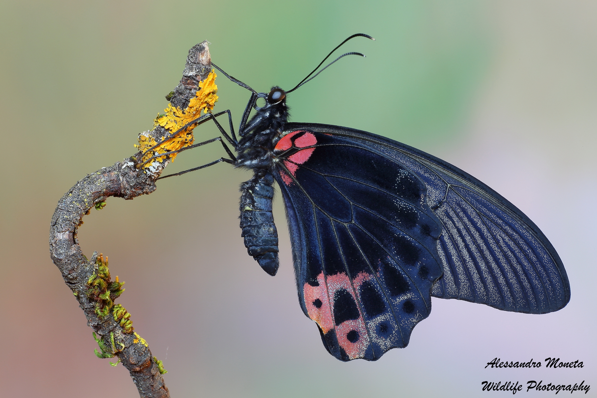 Papilio Memnon
