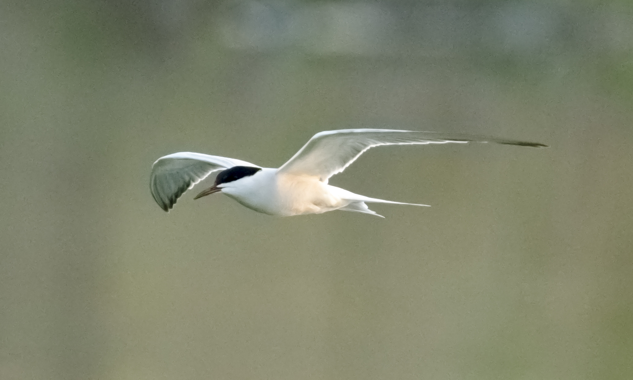 Sterna in volo al tramonto