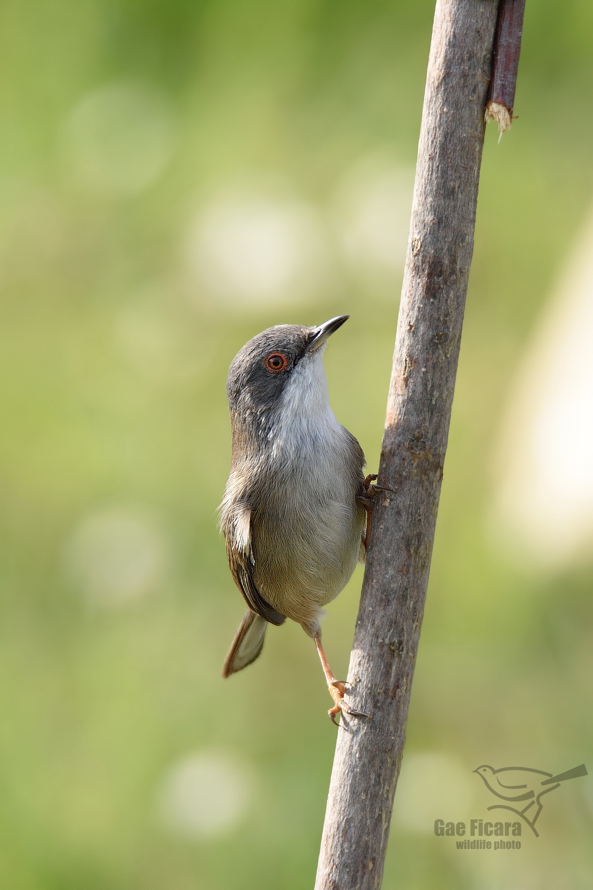 Female warbler