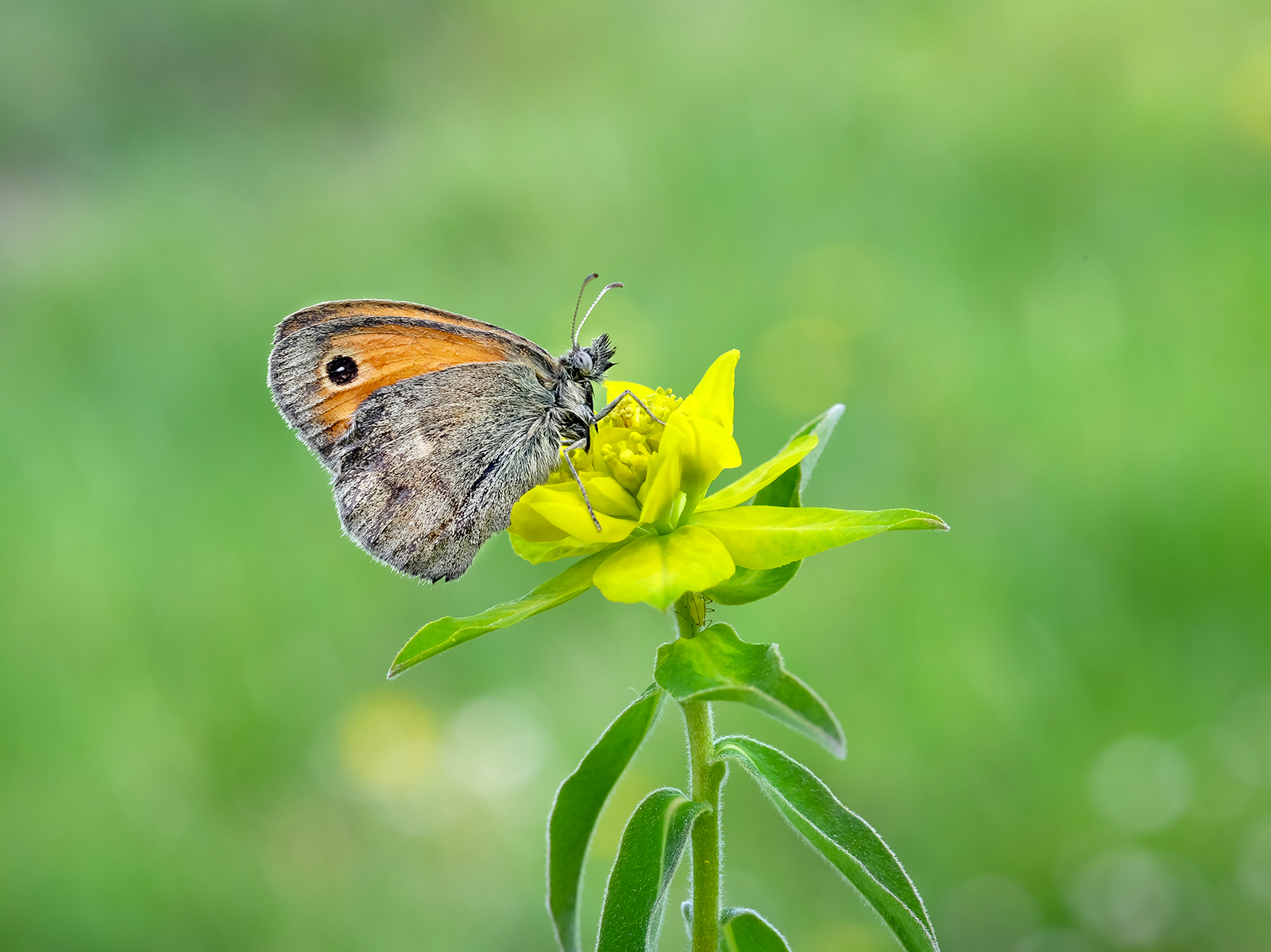 Coenonympha Pamphilus
