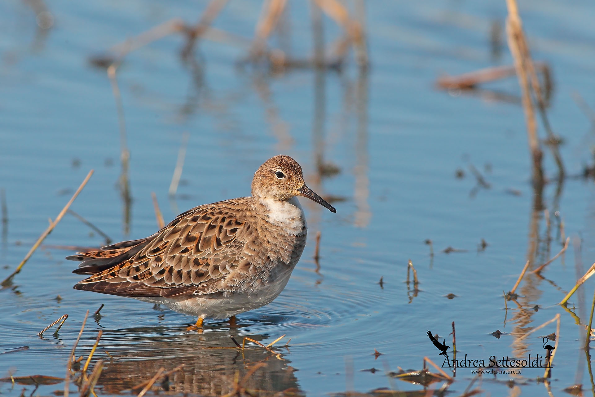 Combattente in abito nuziale