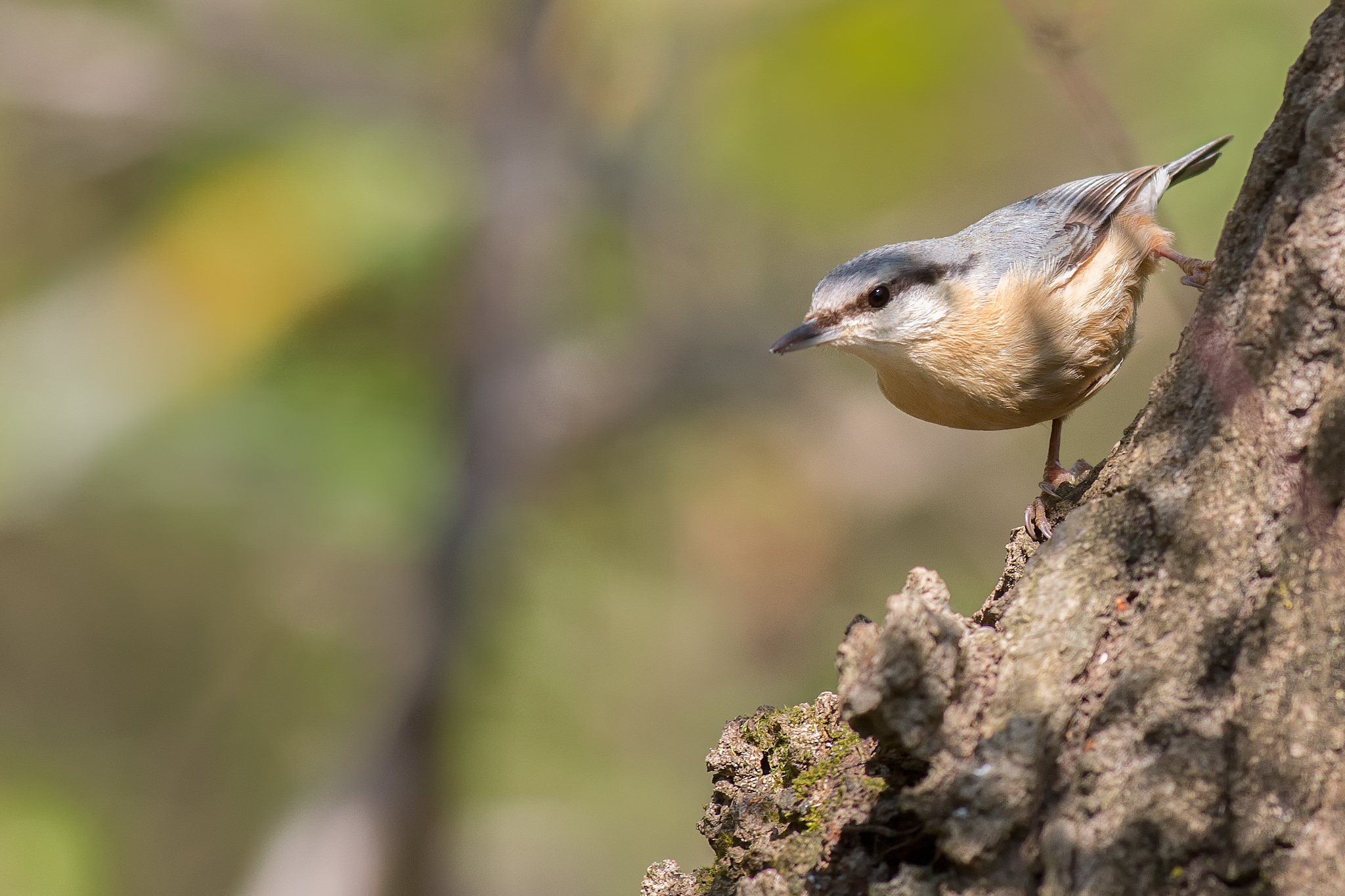 Nuthatch