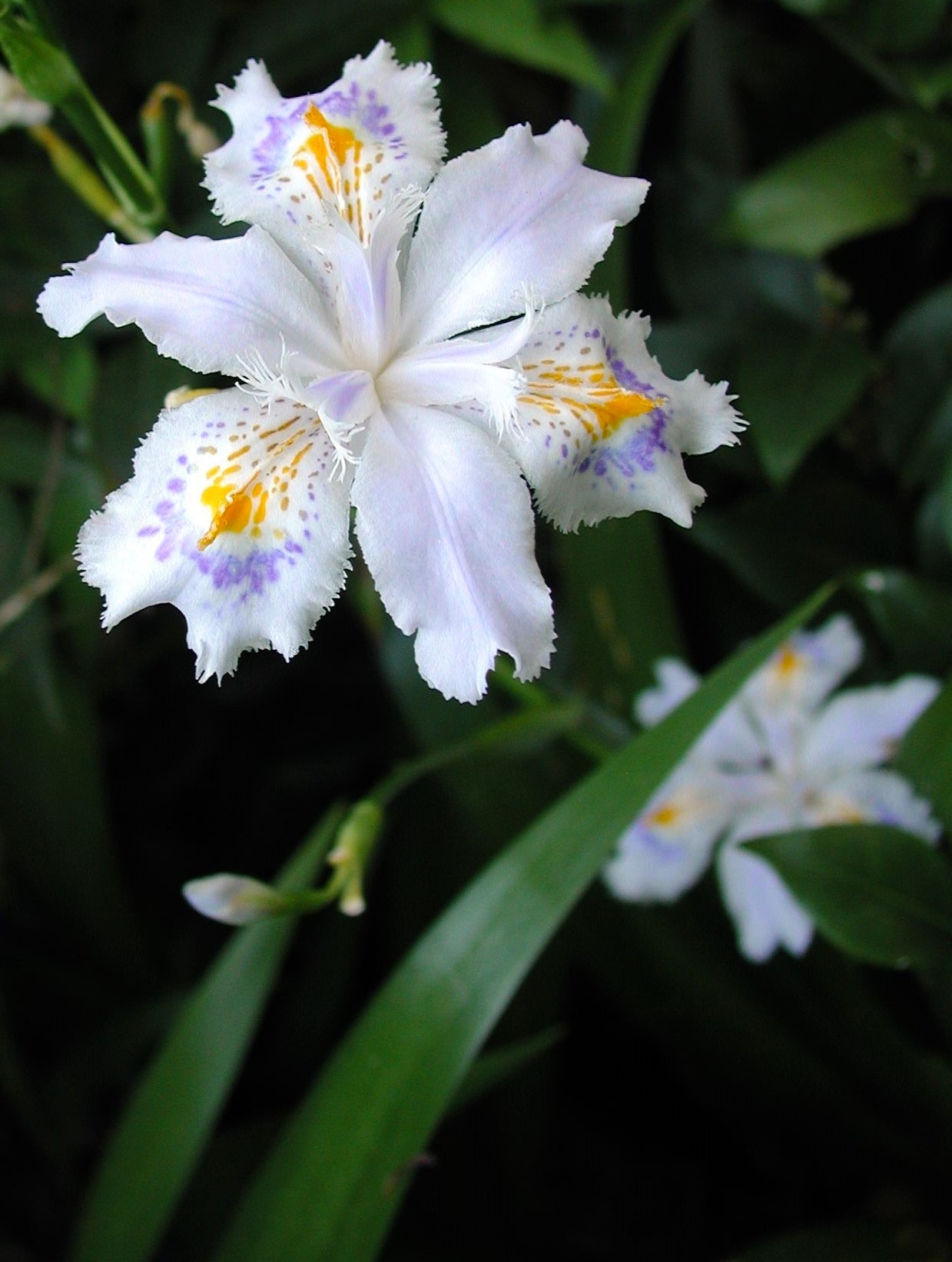Iris japonica