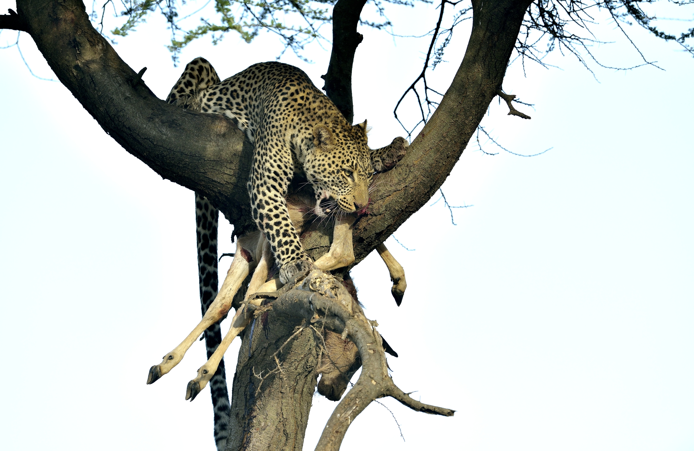 Tanzania 2015 - La preda