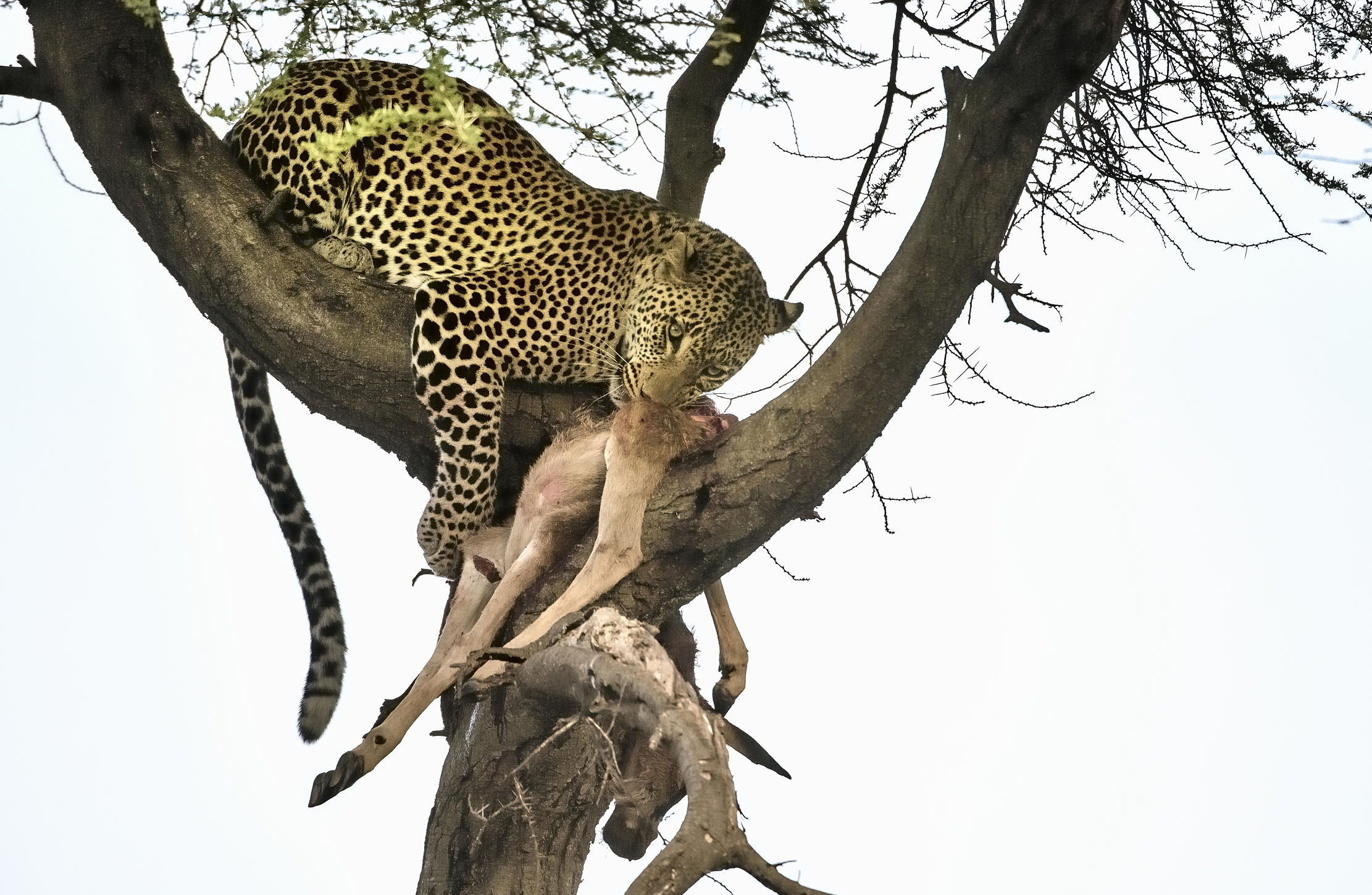 Tanzania 2015 - Con la preda