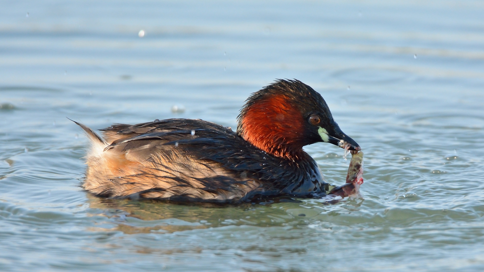 Little Grebe ...