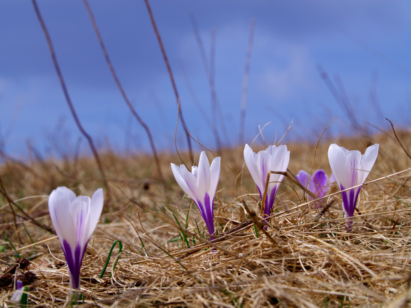 Primi crochi di primavera
