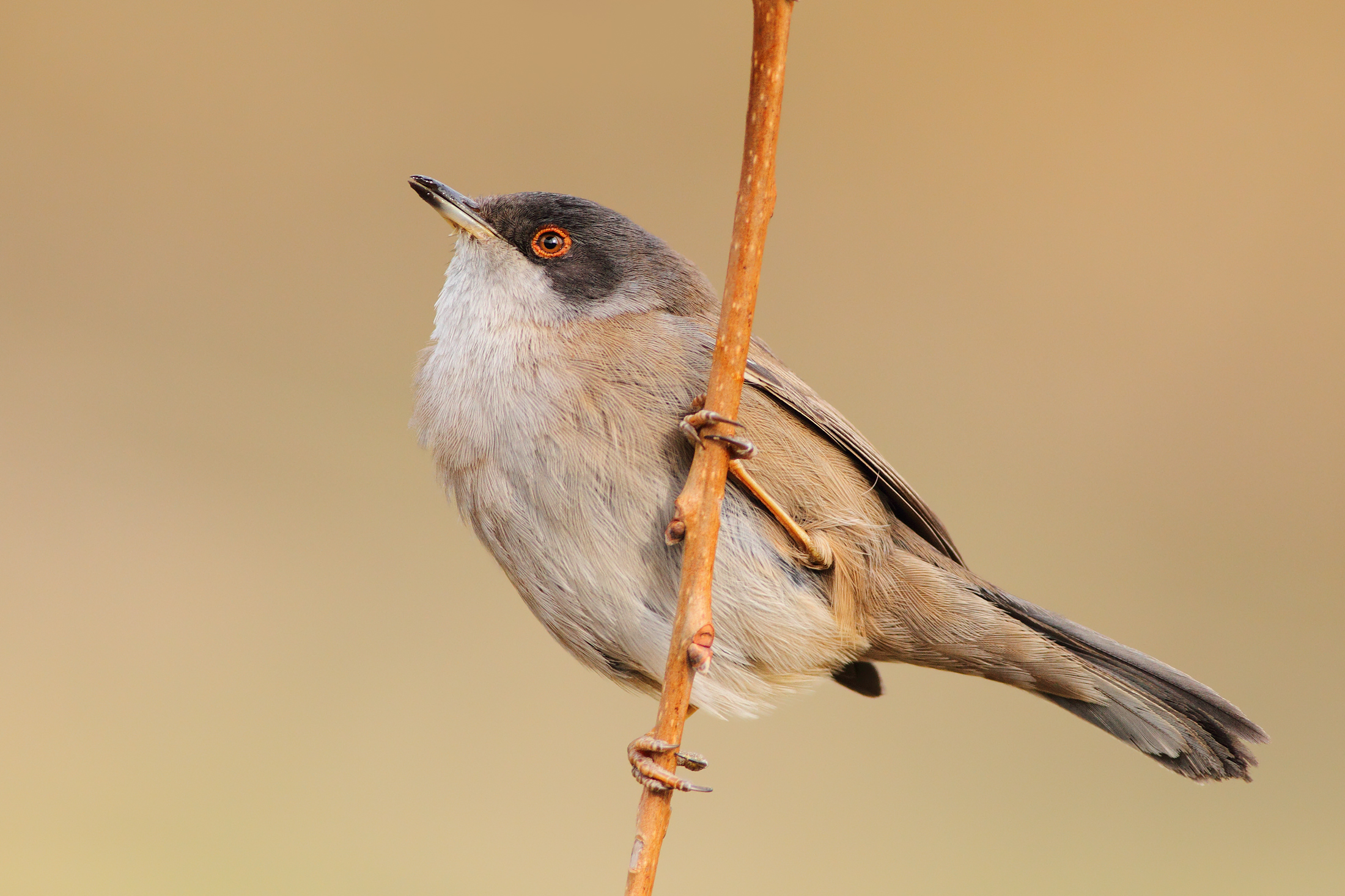 Warbler female