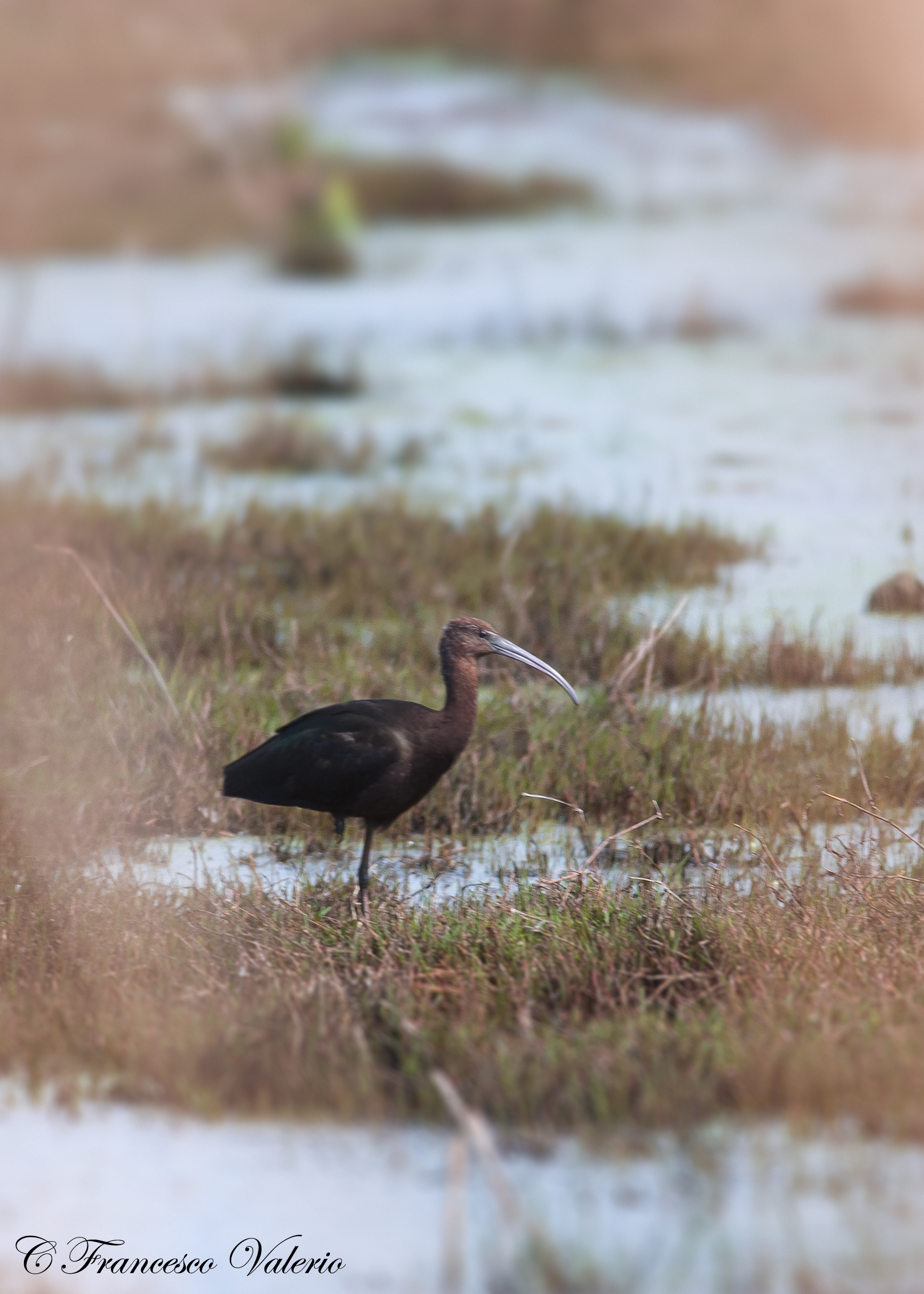 Glossy Ibis