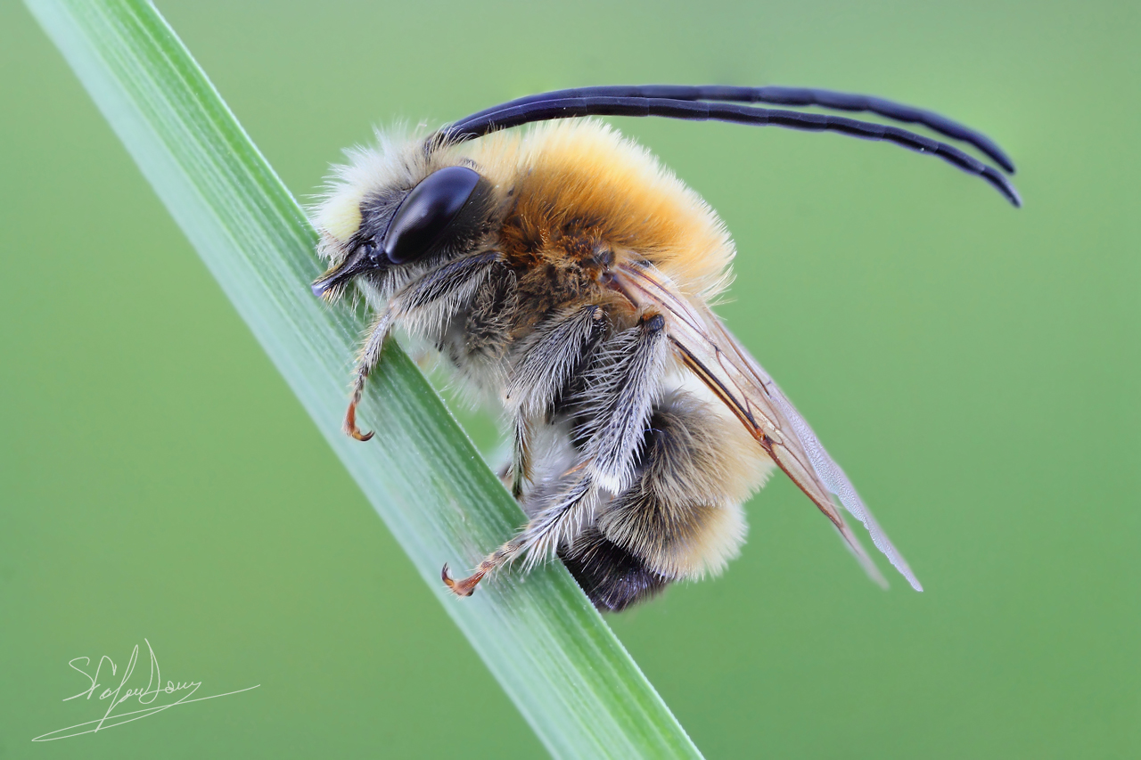 A little horned ....