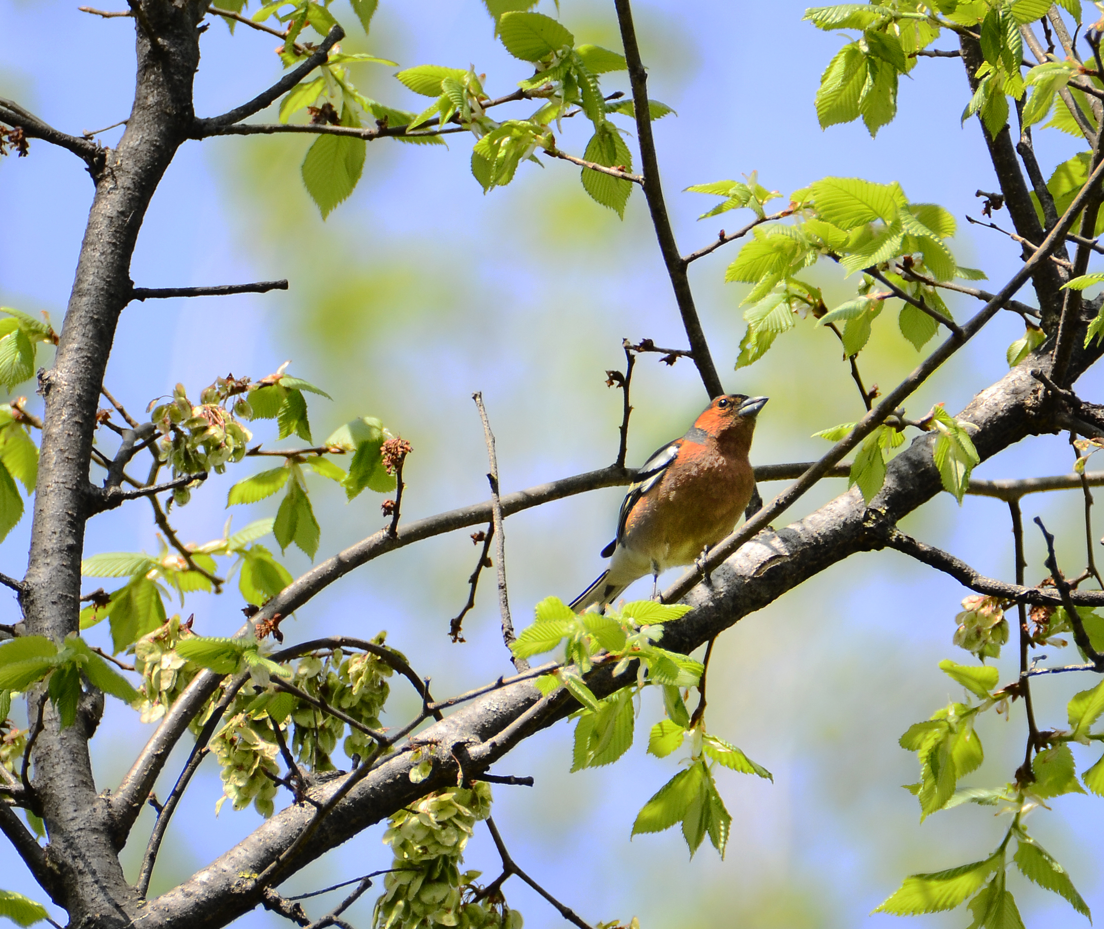 Chaffinch - Chaffinch