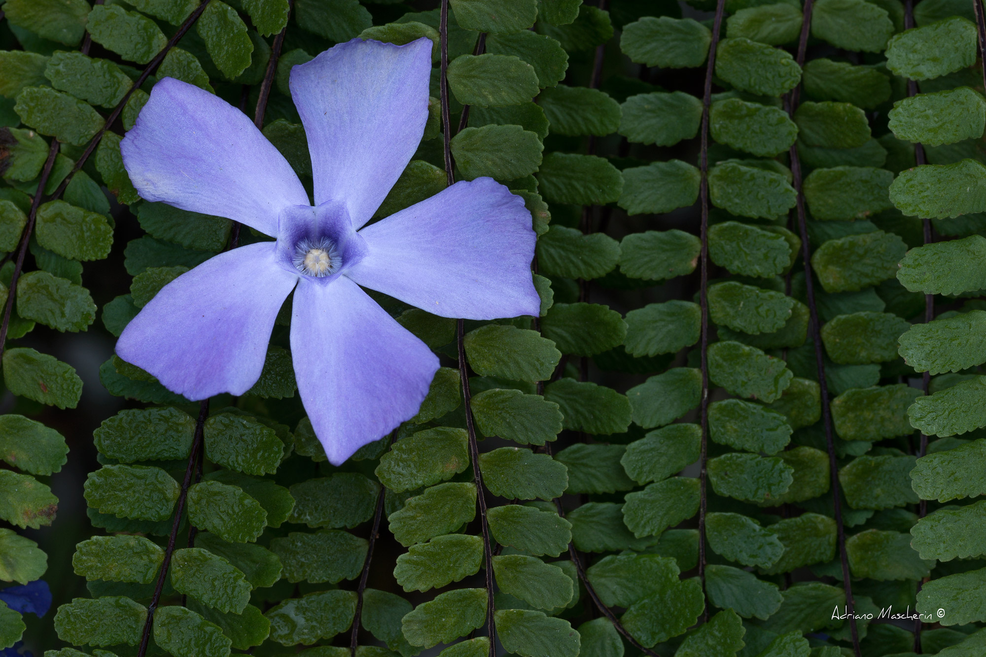 Periwinkle