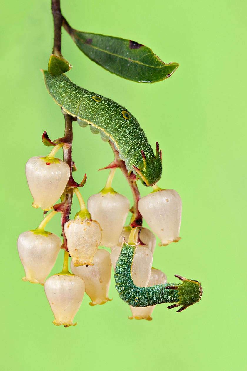Fra i fiori del corbezzolo