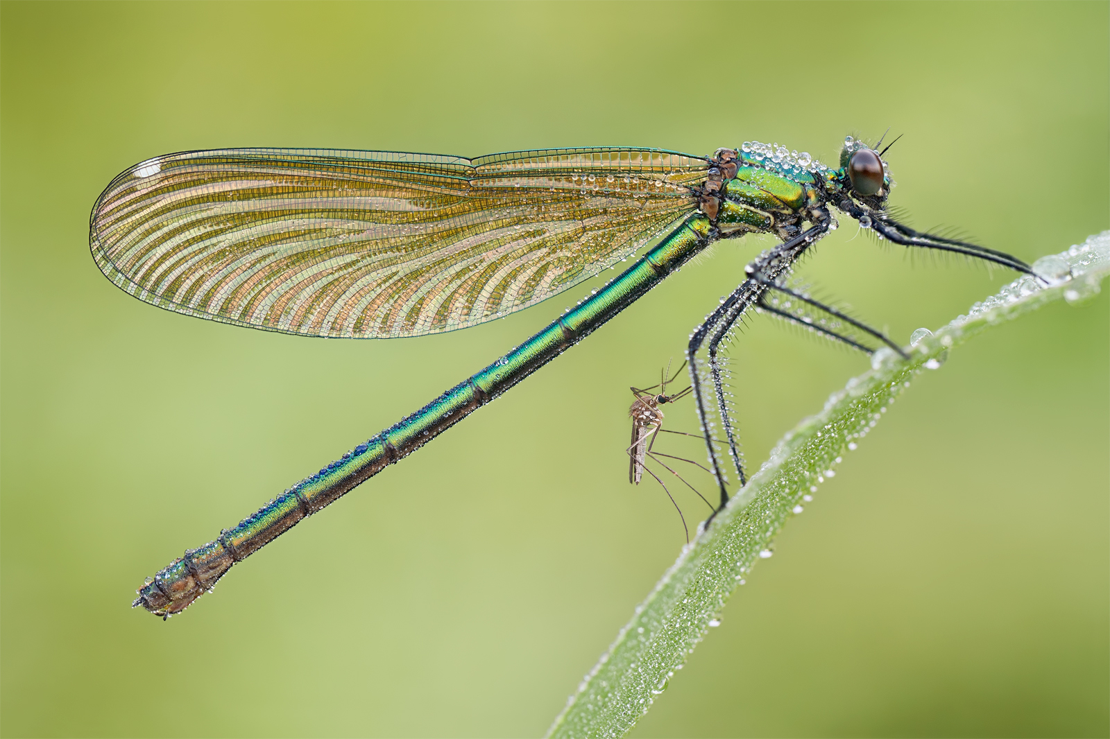 Banded Demoiselle