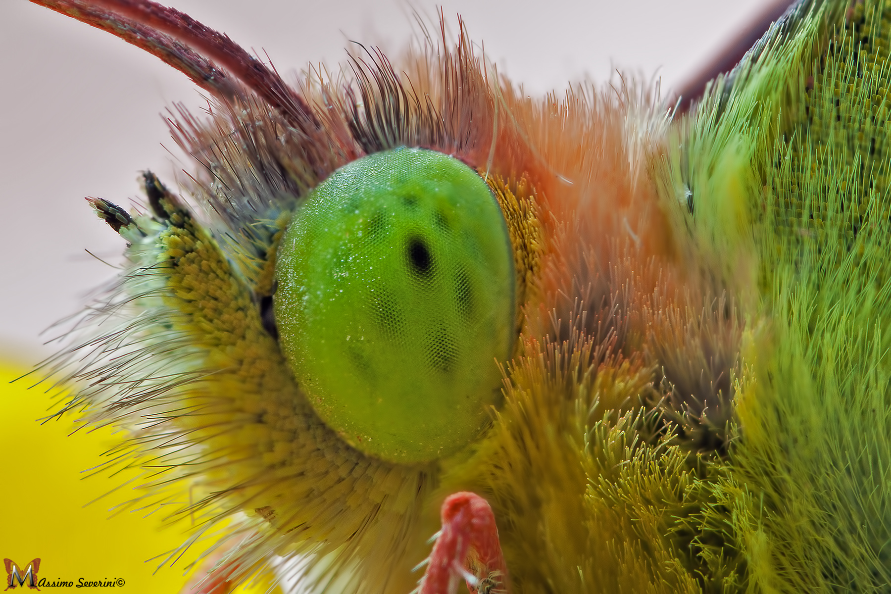 Details of Colias croceus