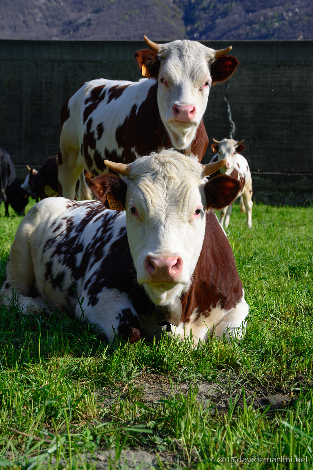 Mucche curiose, Valle d'Aosta