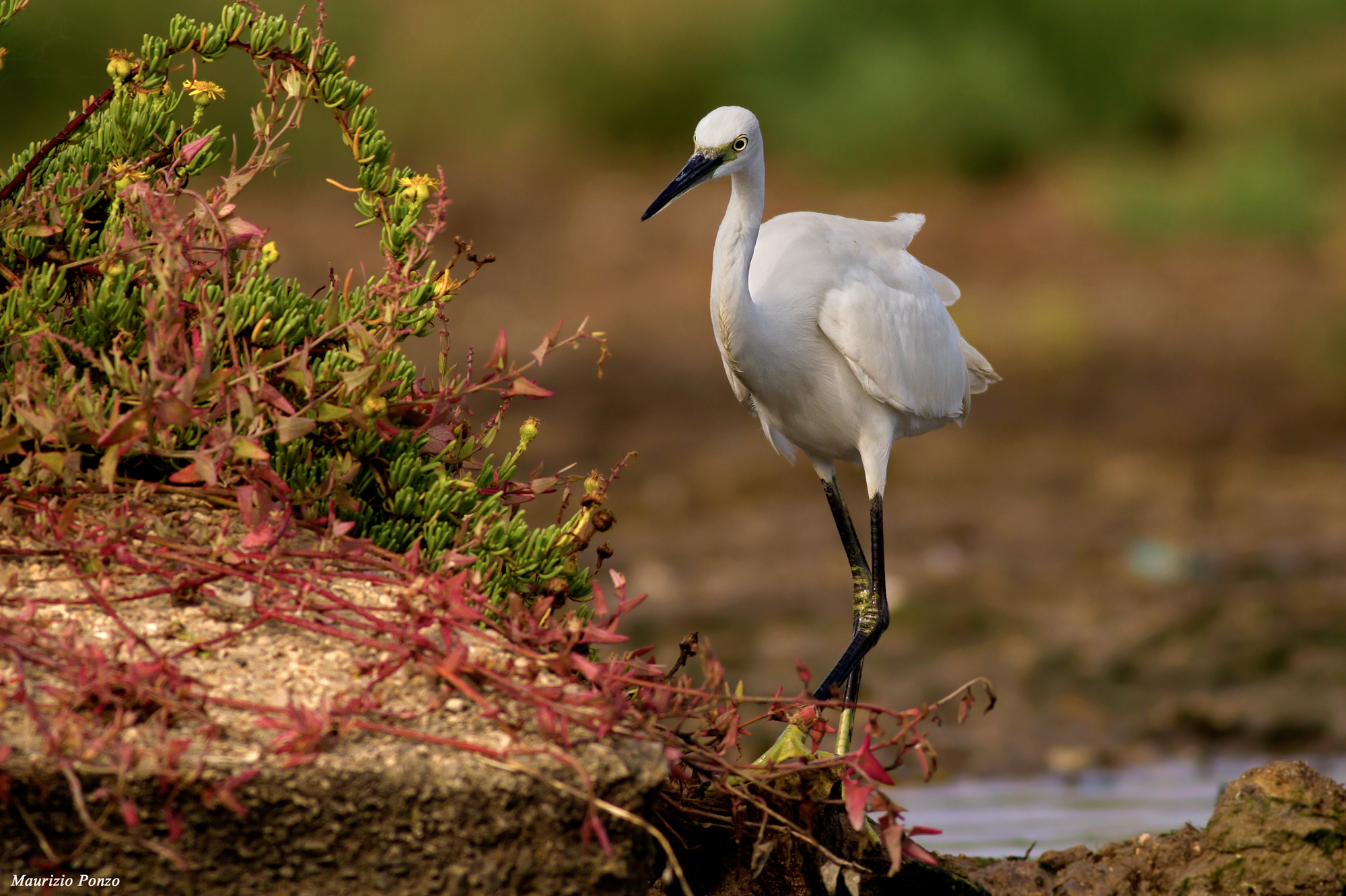 Egret