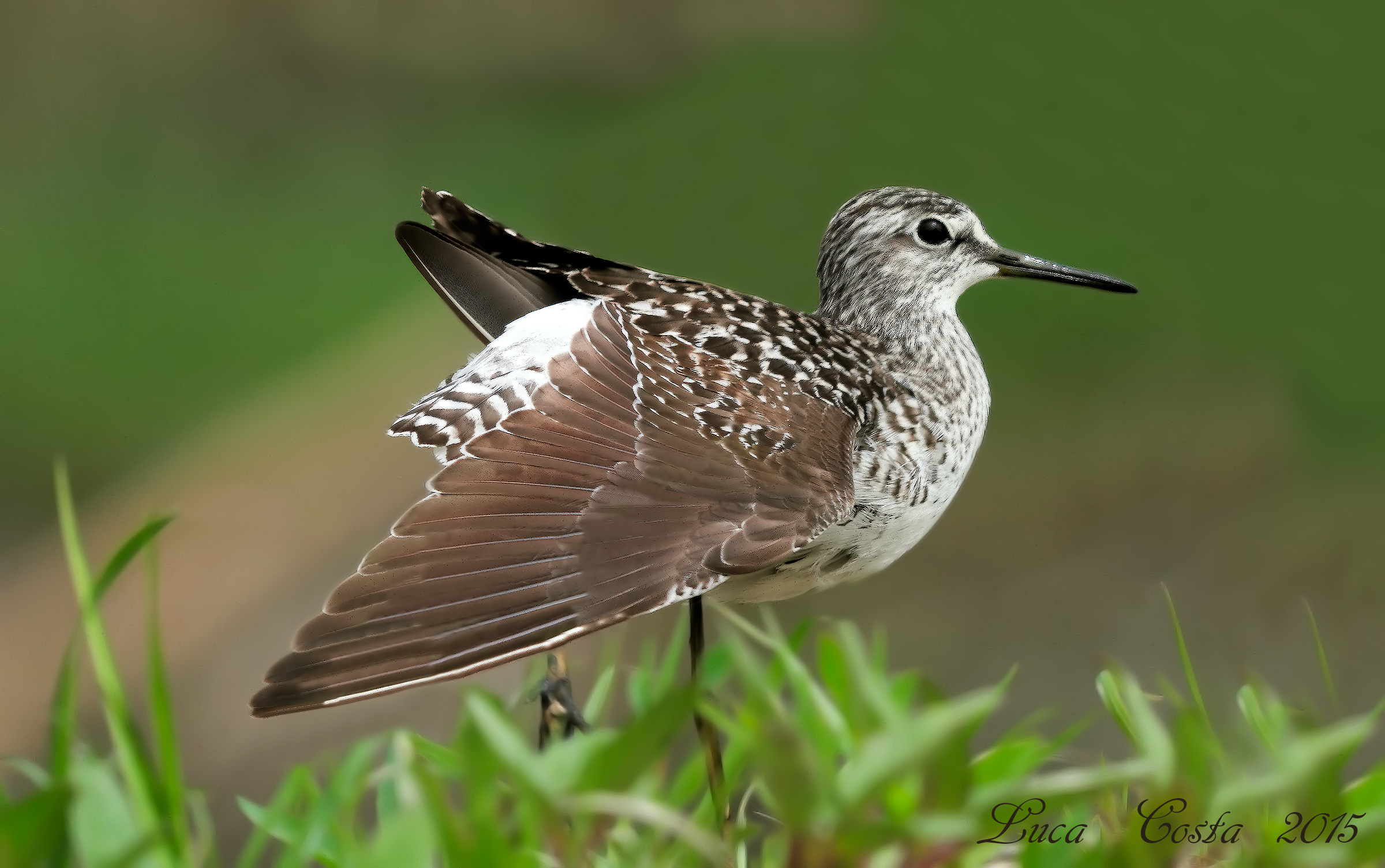 Piro Piro Boschereccio in stretching