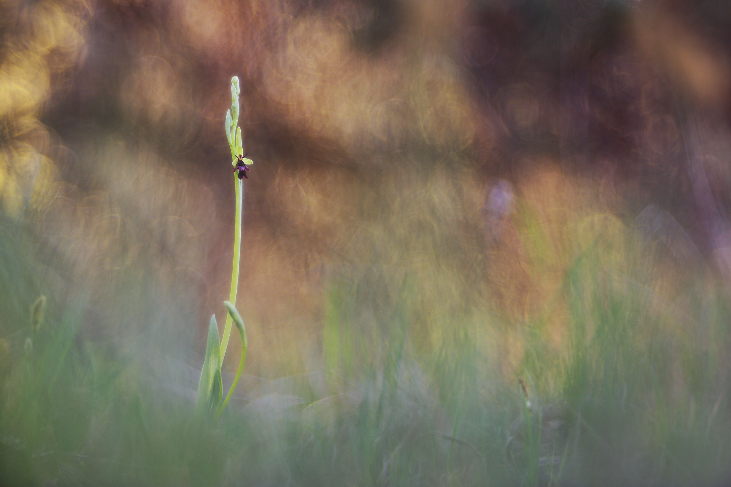 Ophrys insectifera