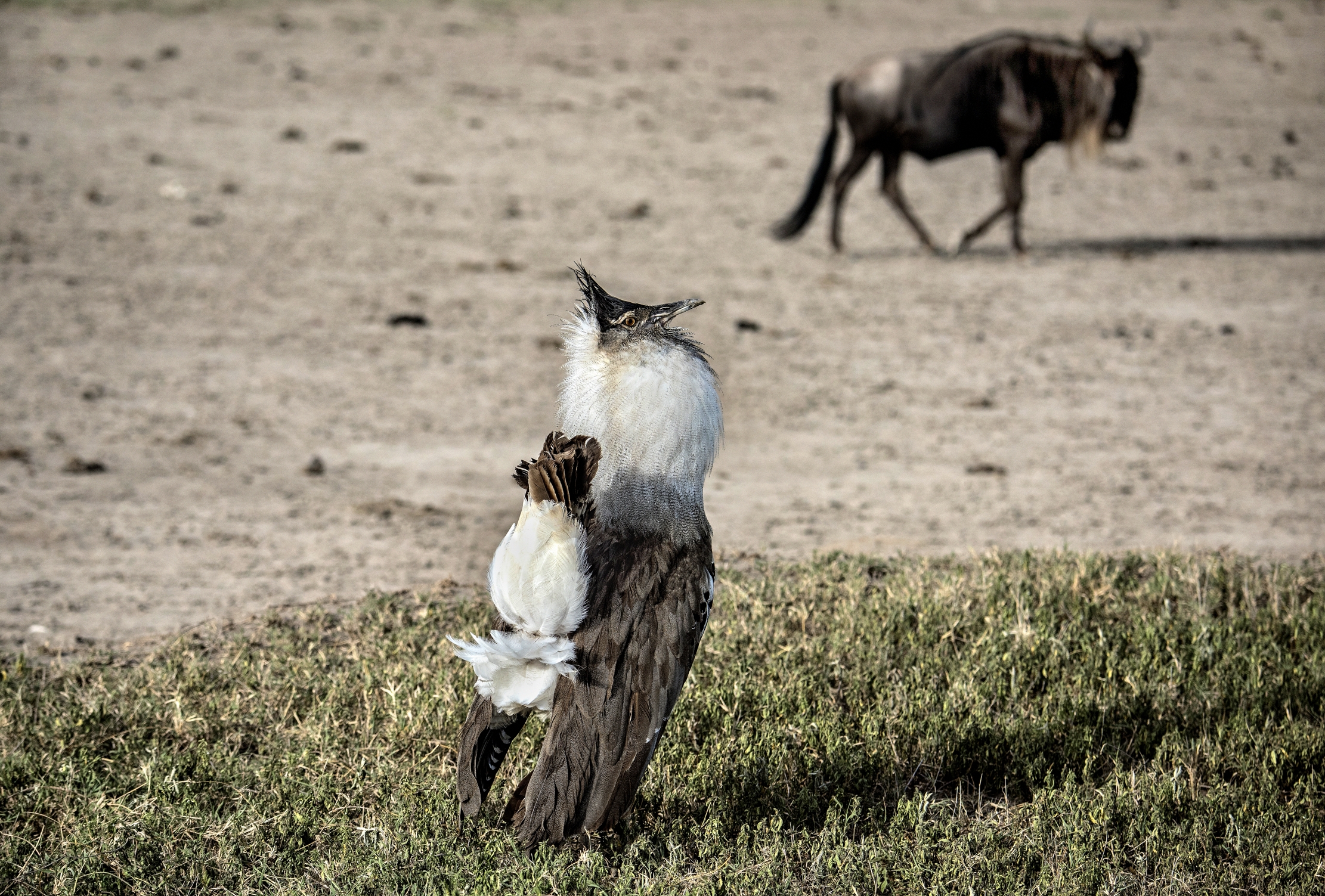 Tanzania 2015 - Otarda e gnu