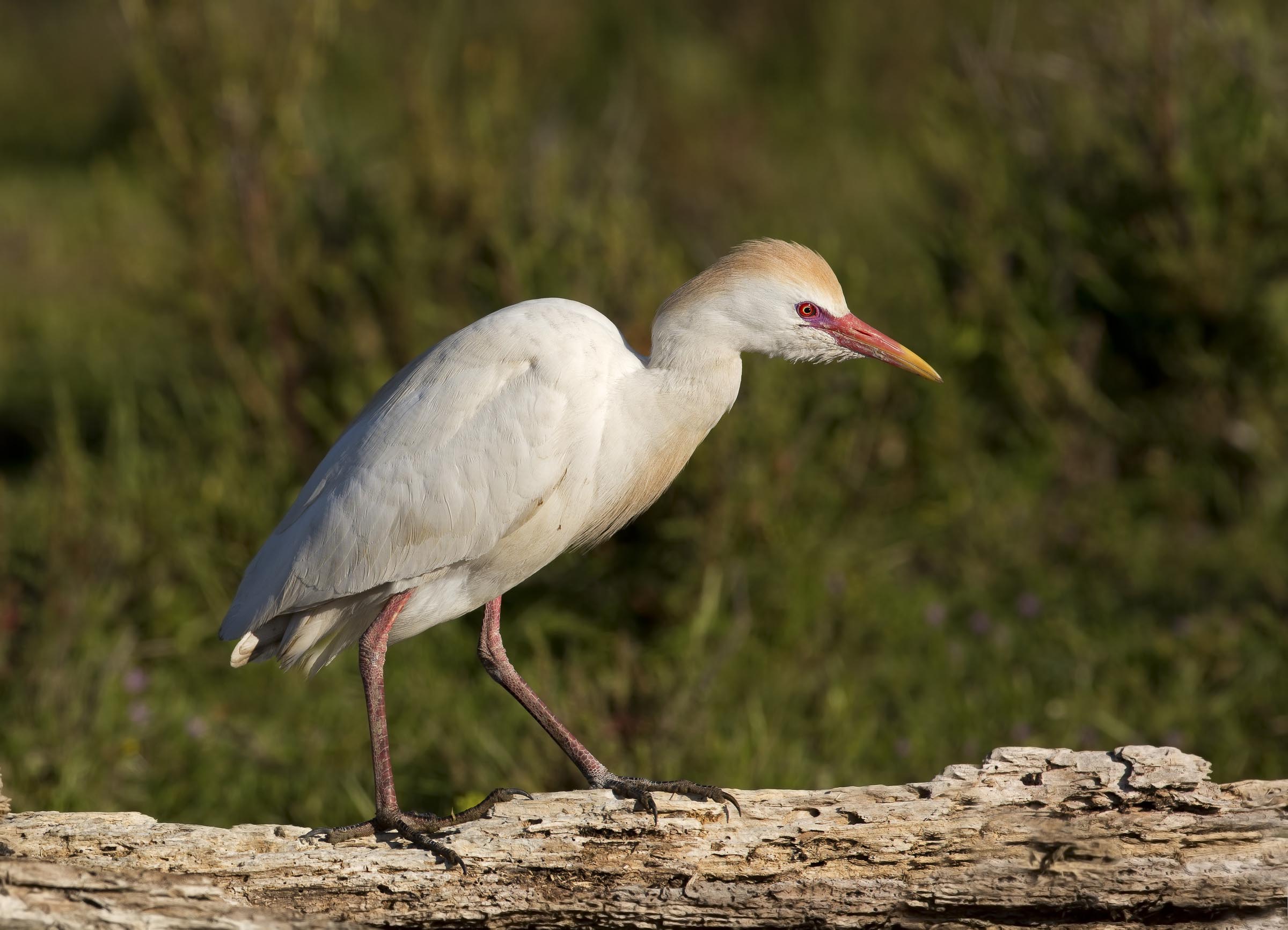 guardabuoi in hd, lato lungo 2400