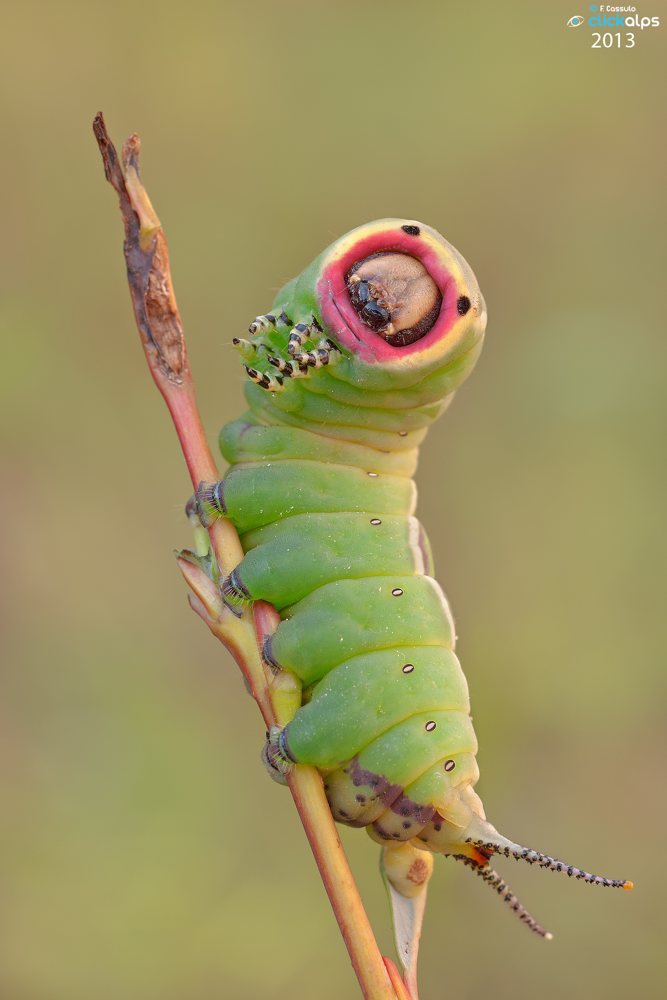 Cerura vinula (Linnaeus, 1758)