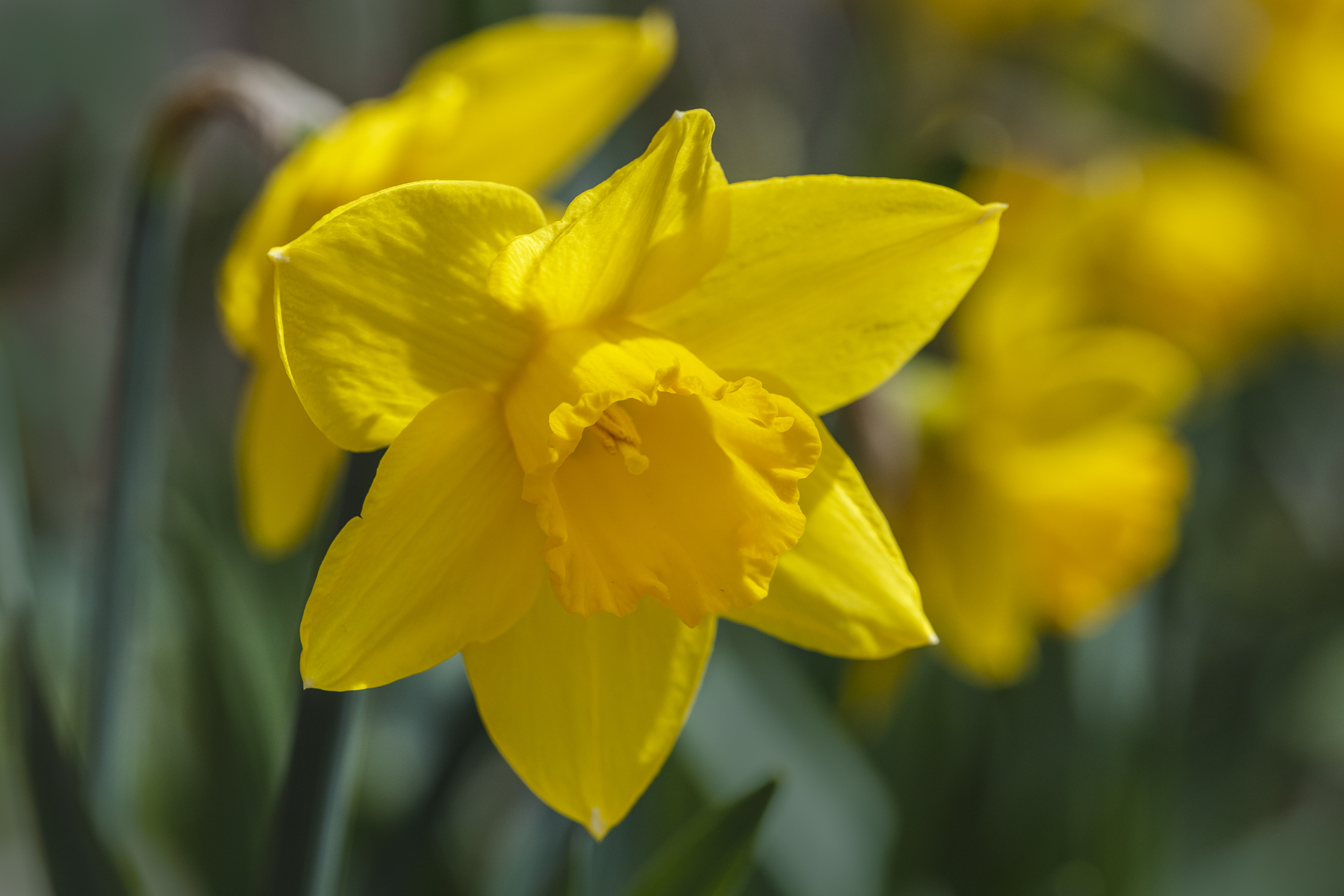 Daffodil 1