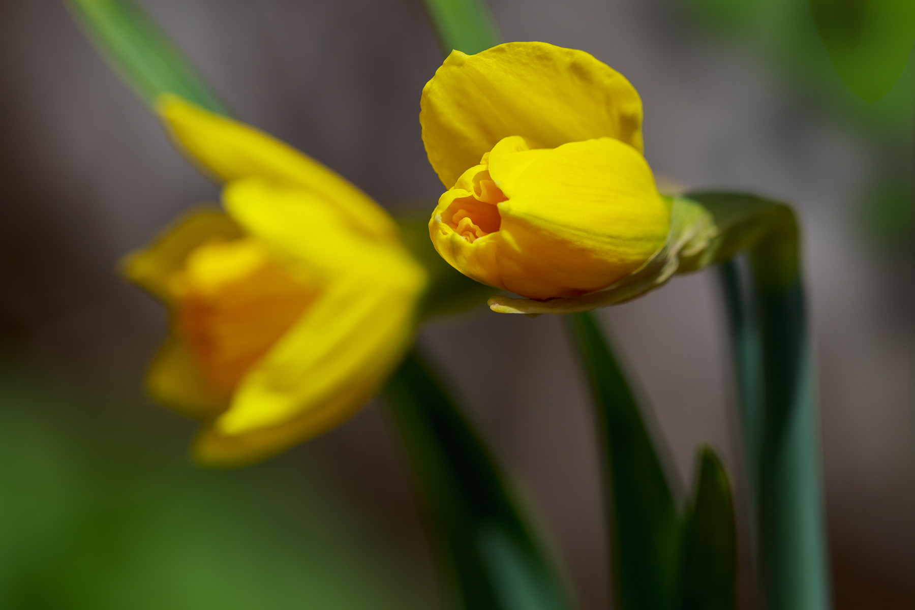Daffodil 3