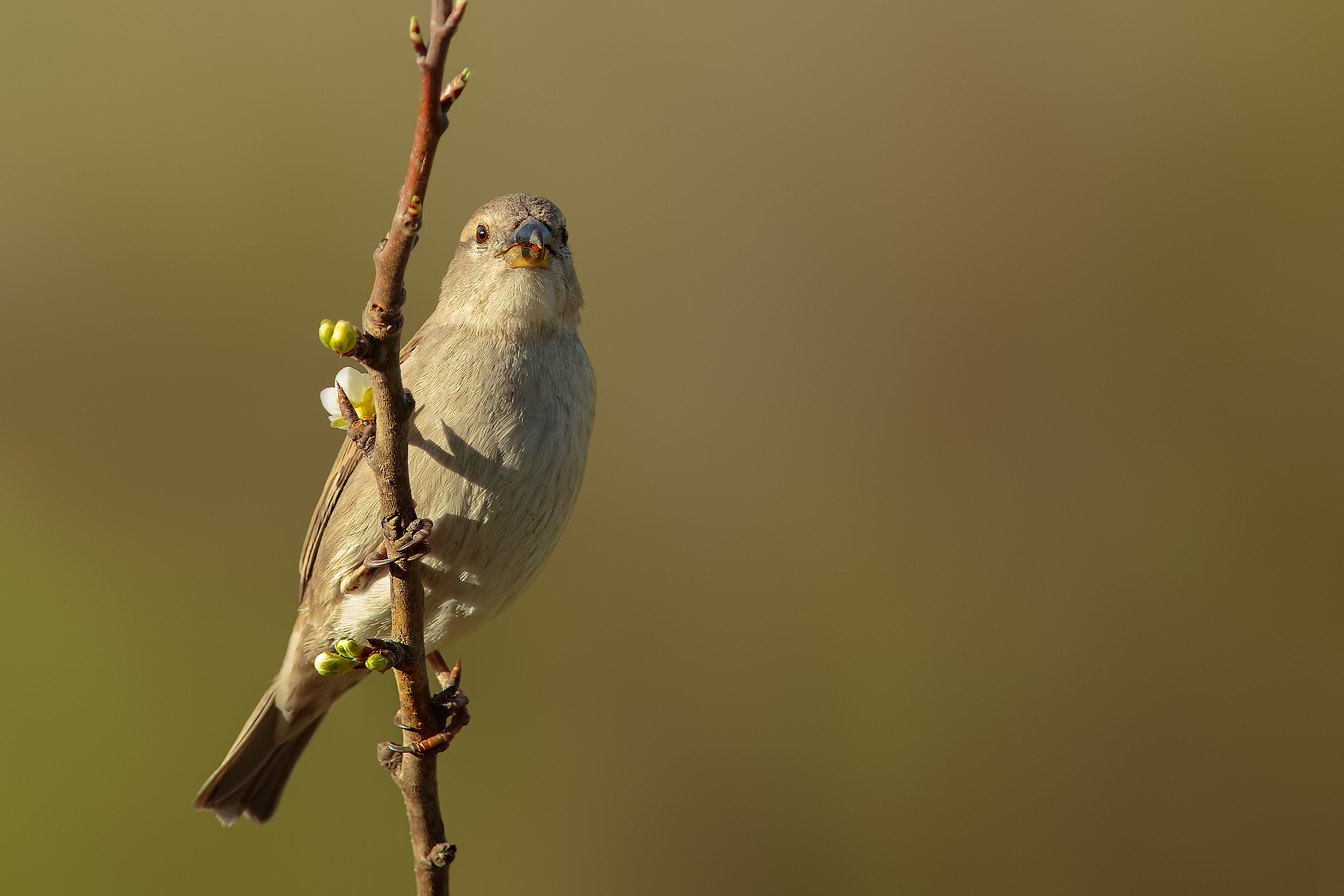 passerotta simple ....