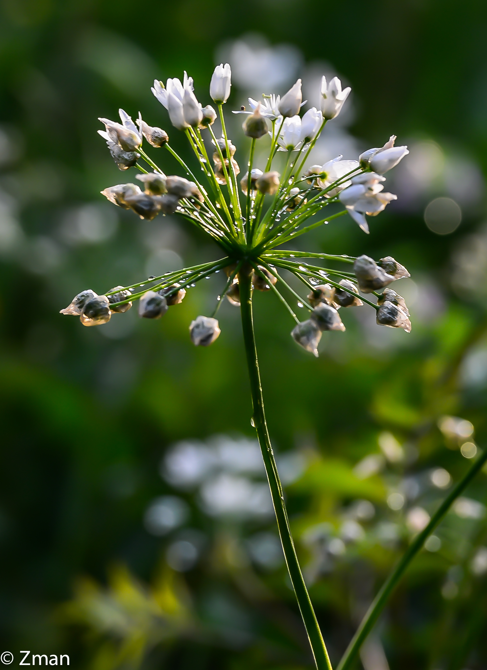 Wild Flowers in The Rain
