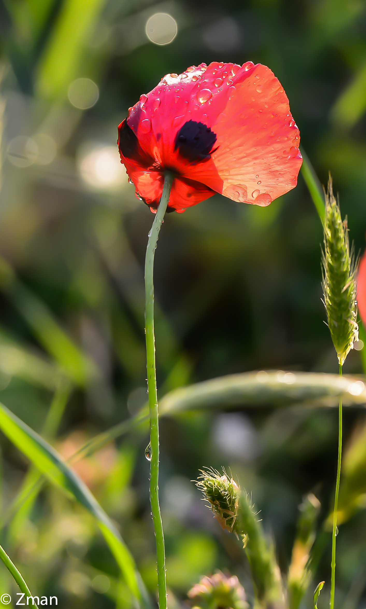 Wild Flowers in The Rain