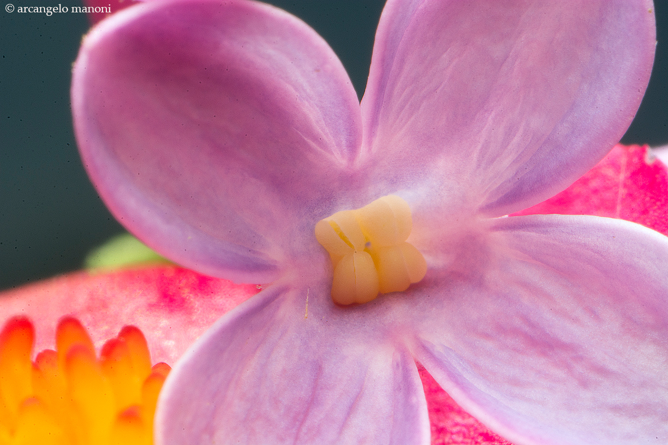 The hidden treasure in lilac