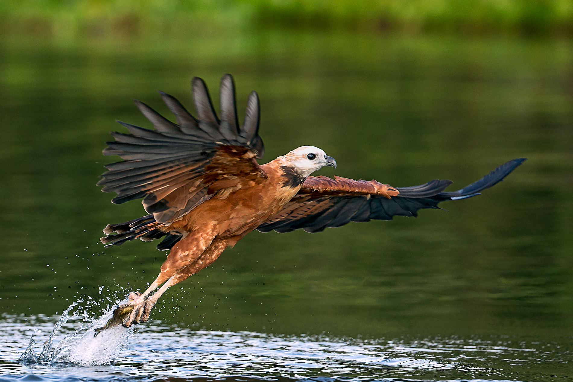pescatore del mato grosso