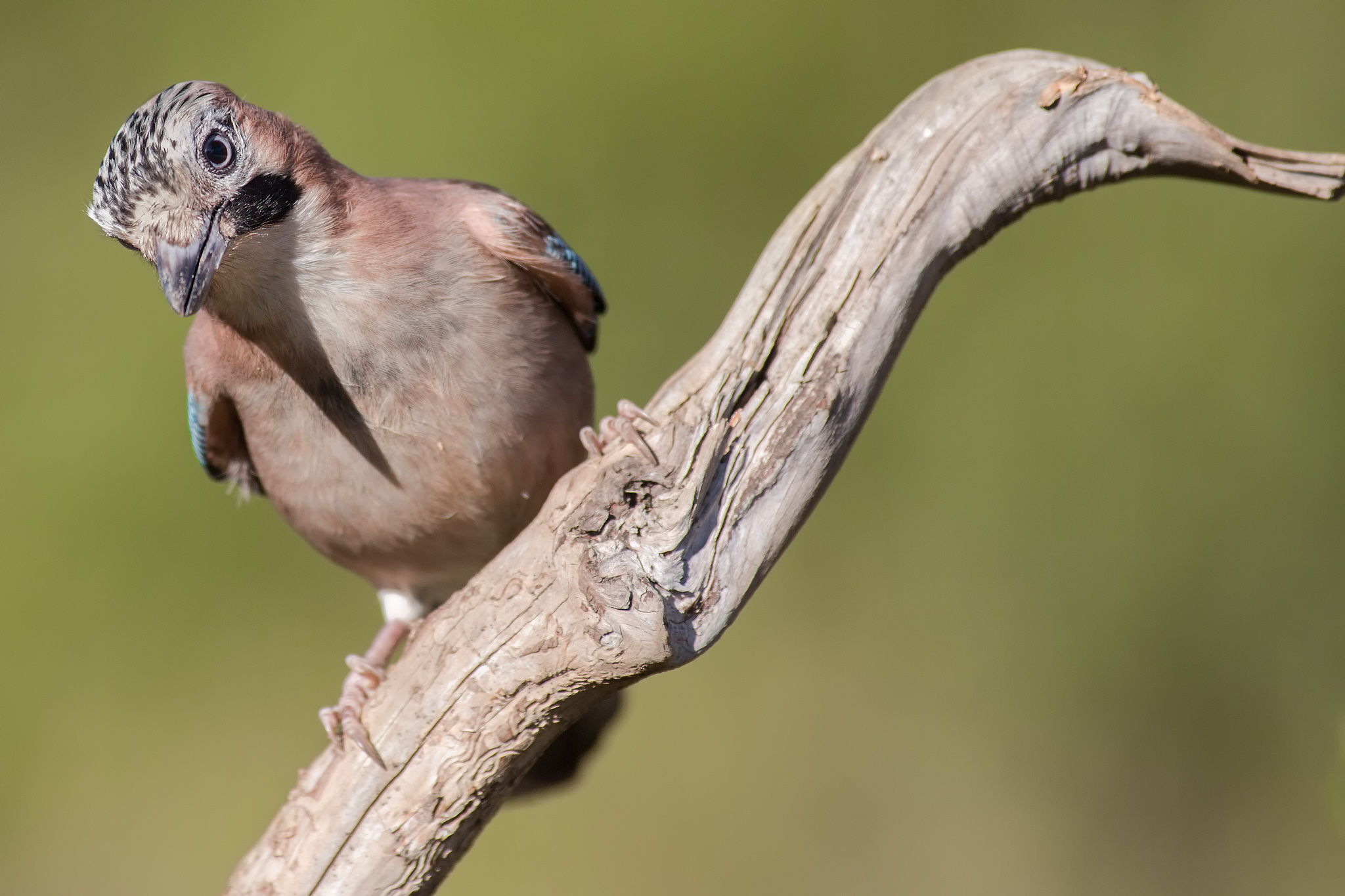 Tell me I'm beautiful!