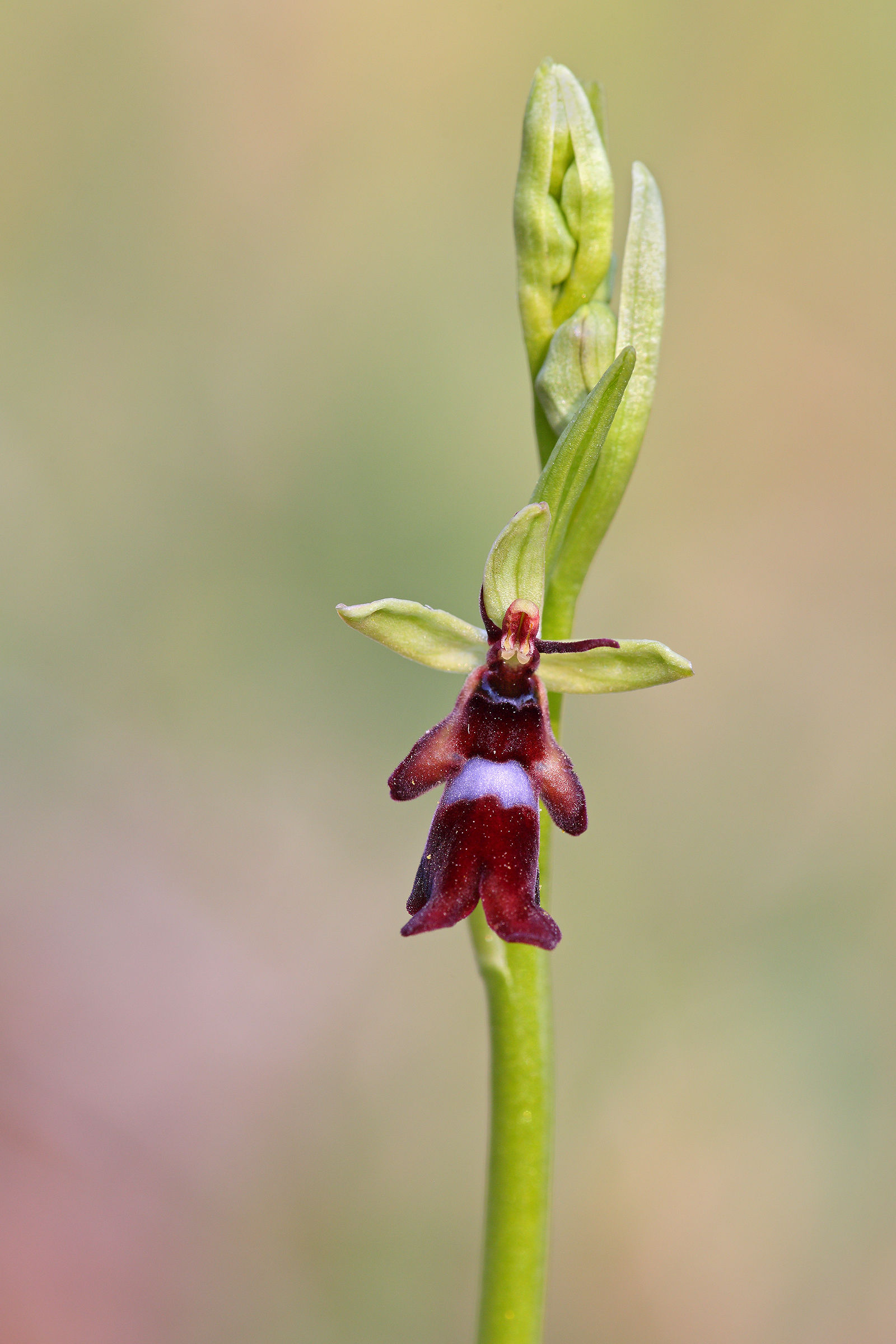 Ophrys insectifera