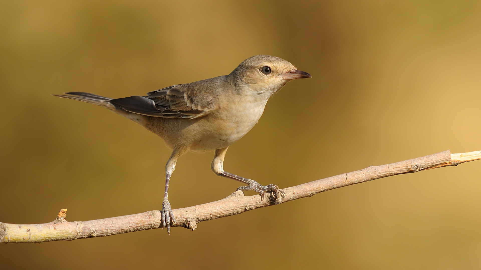 Sylvia nisoria »Barred Warbler ELAZ? G-Turchia
