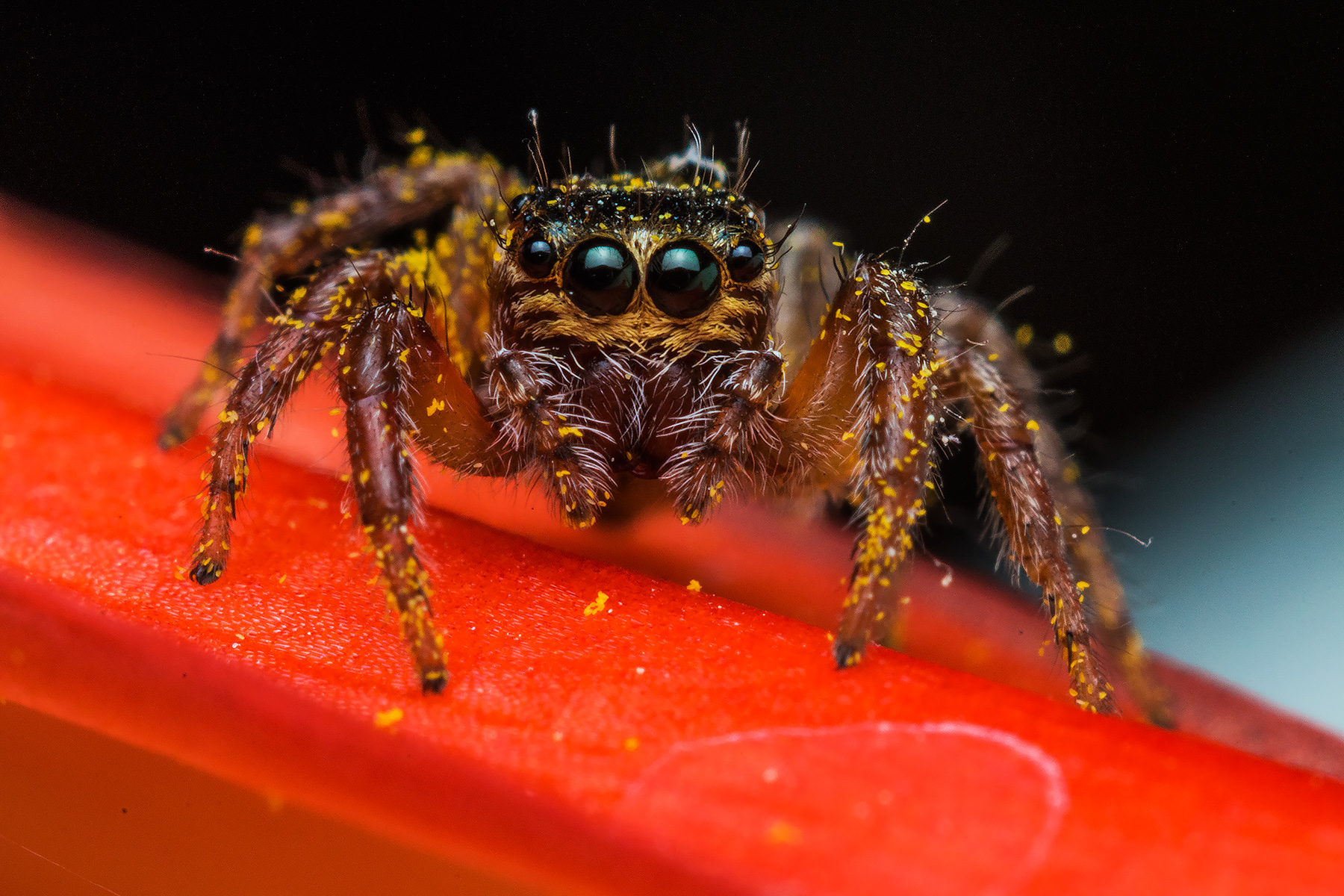 Rgano Salticidae