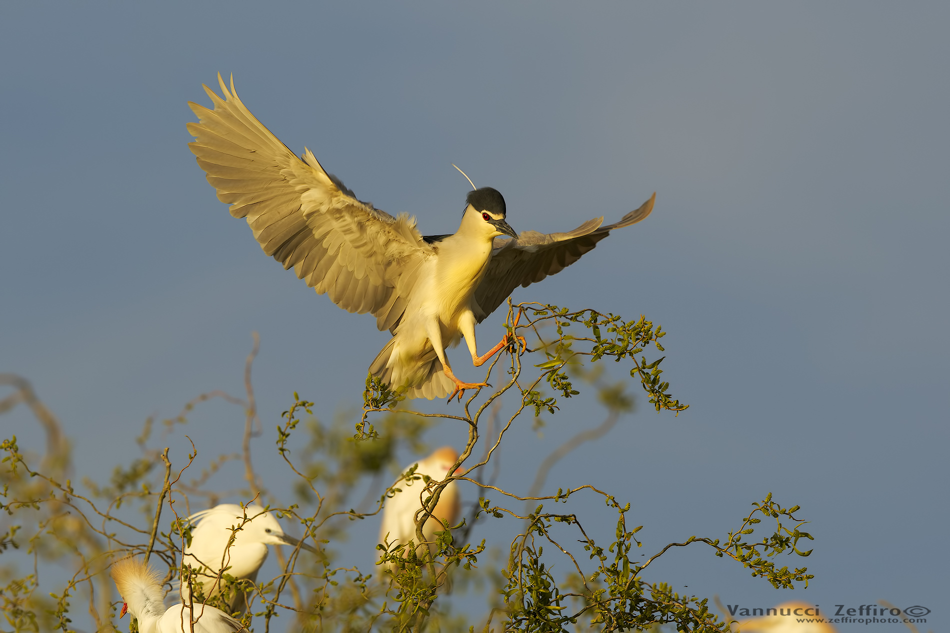 Night Heron