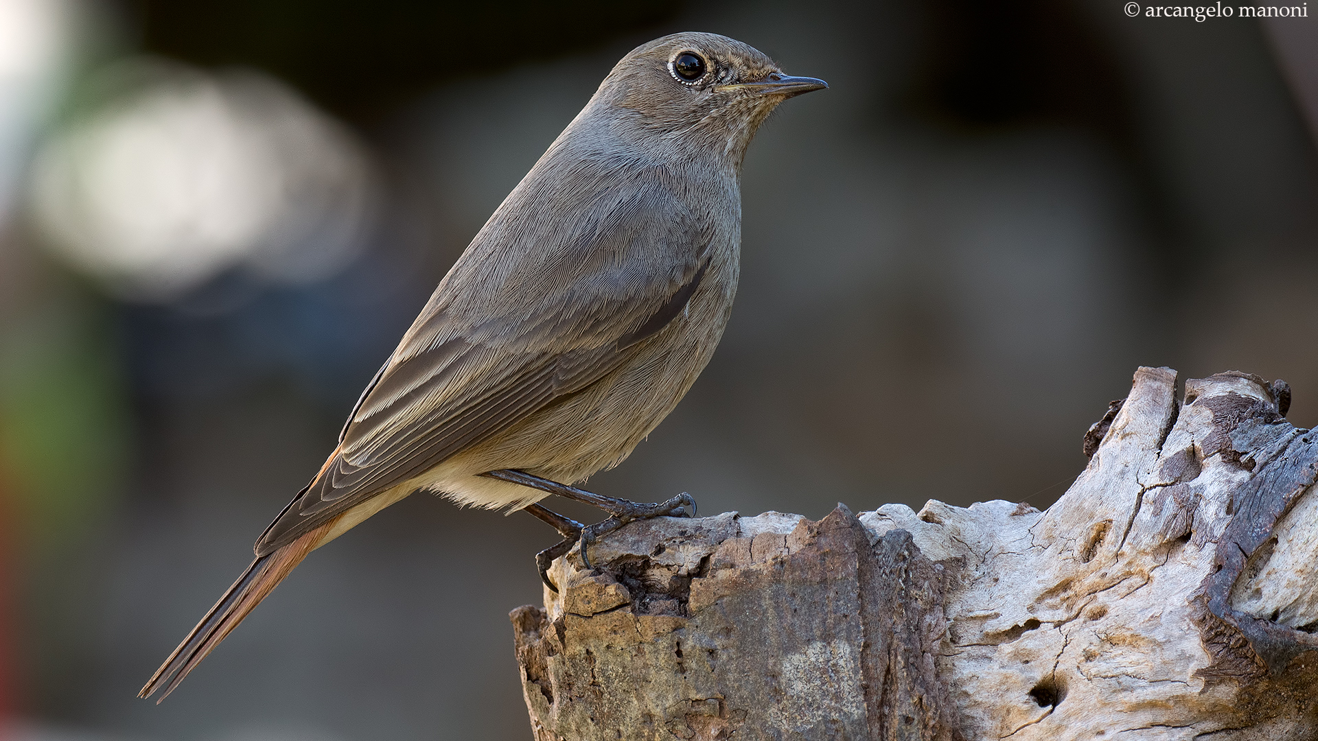 The iltimo redstart season