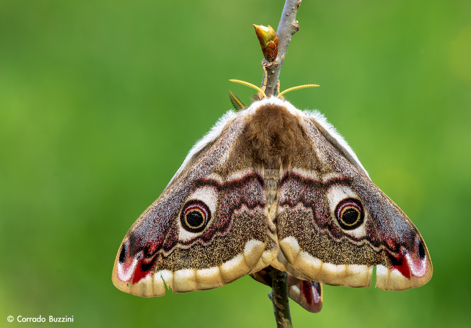Saturnia female moth