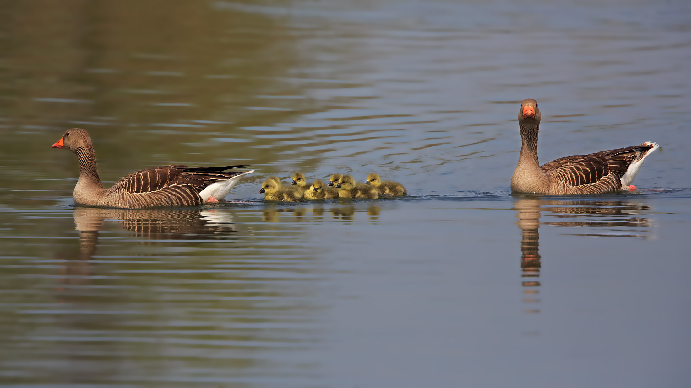 Tu guarda a sinistra che io guardo a destra